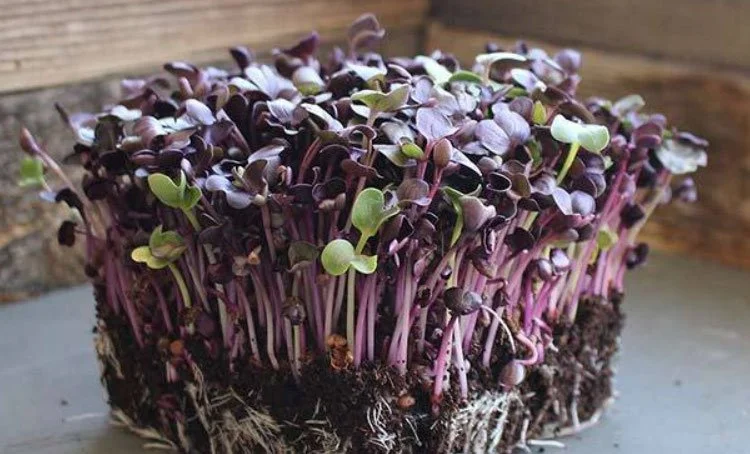 Purple Radish Microgreens