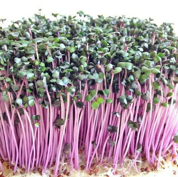red-cabbage-microgreens.jpg