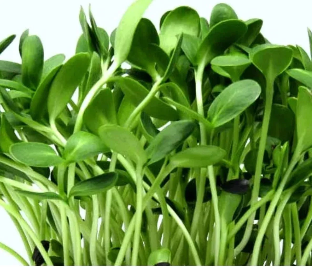 Sunflower Microgreens