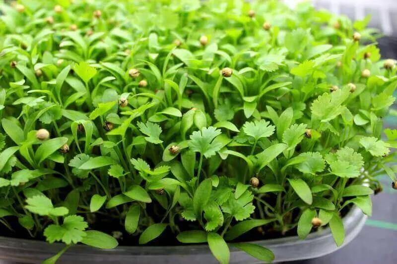 cilantro.png
