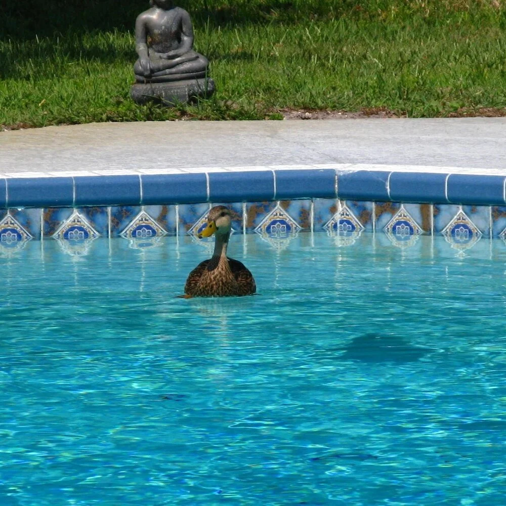 How to Keep Birds Out of the Pool