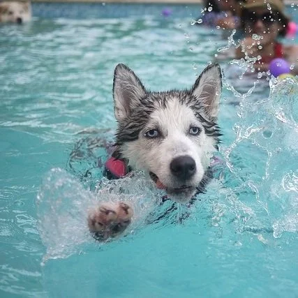 Water Conservation and Your Pool