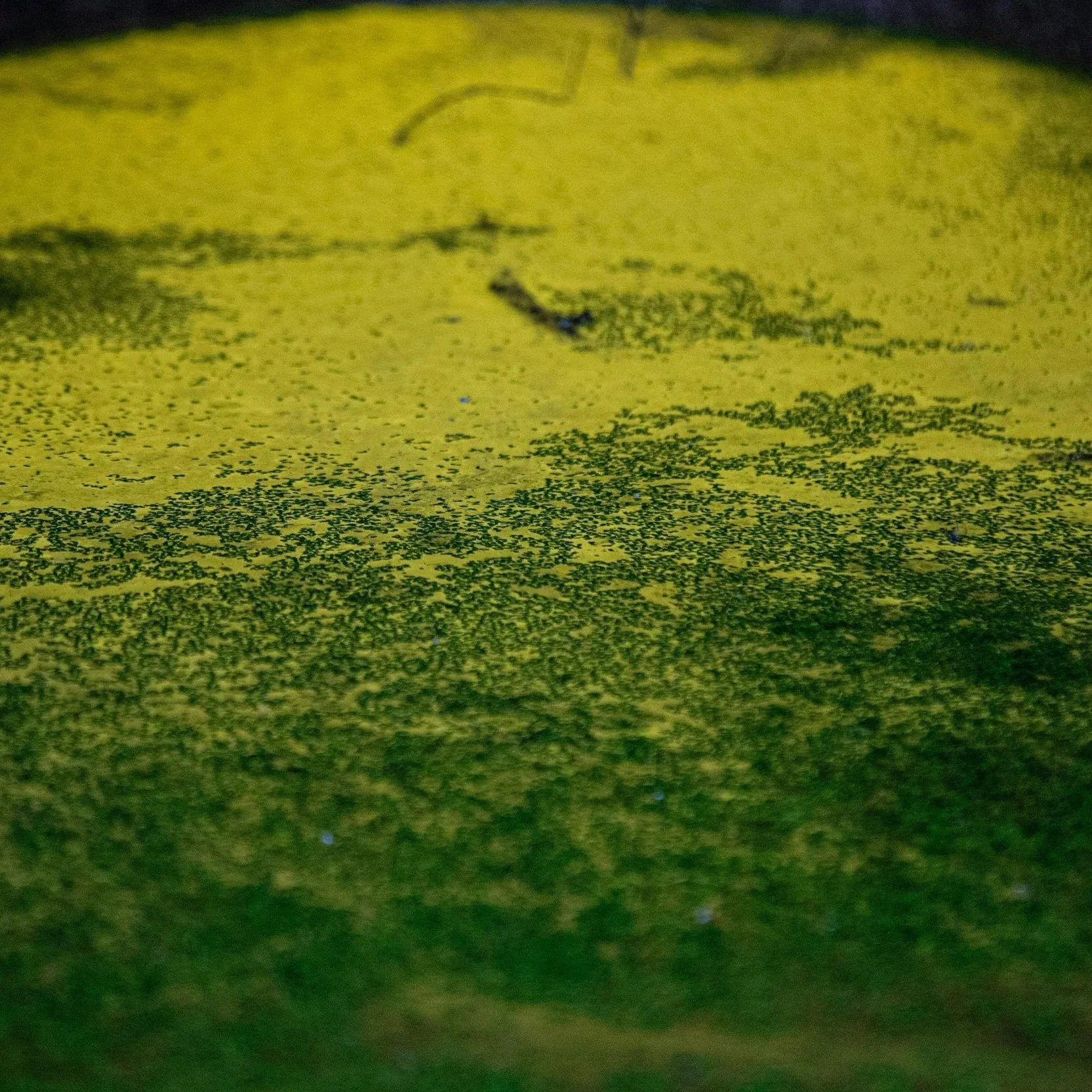 Is That Yellow Stuff in My Pool Mustard Algae or Pollen?