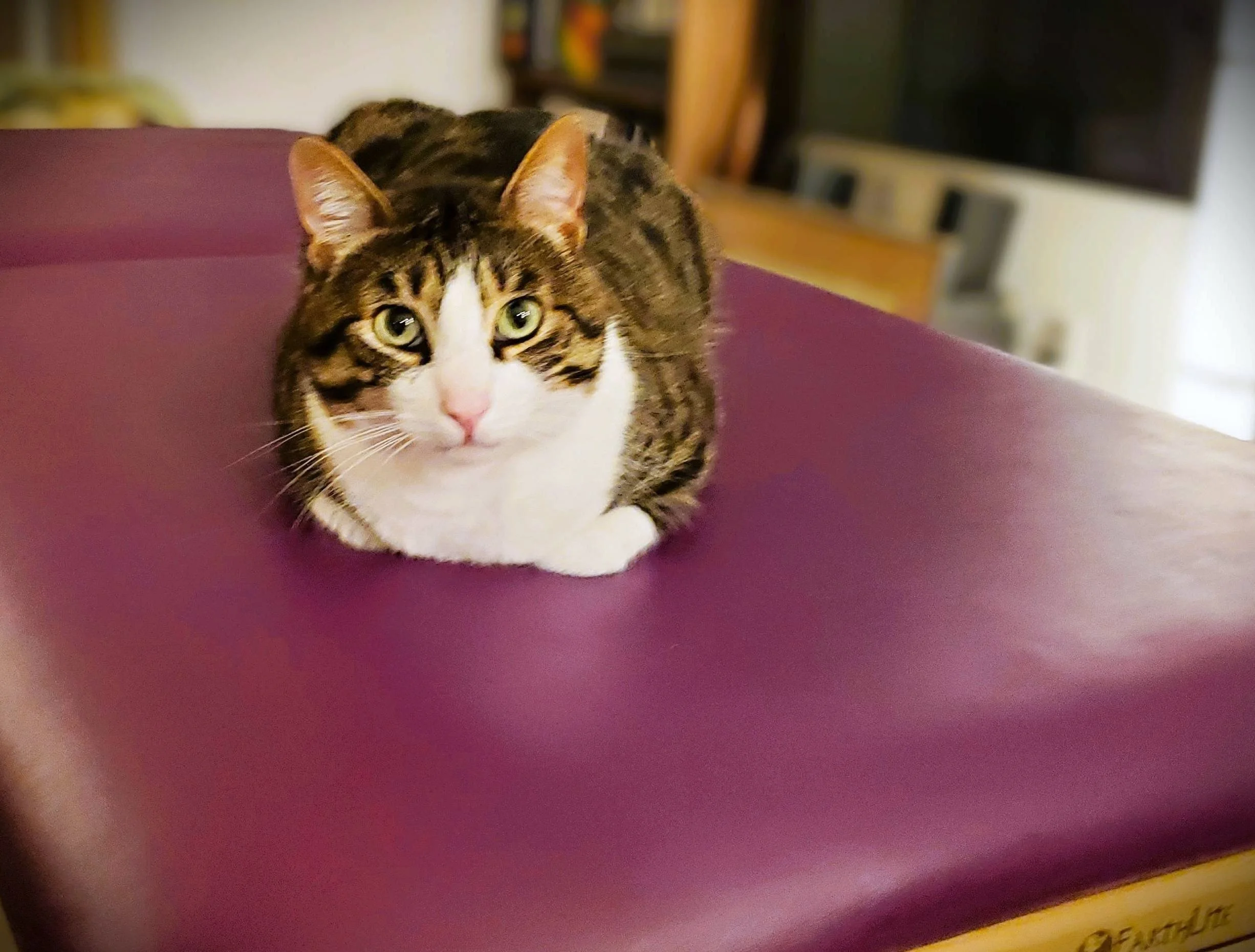 A tabby cat with white face and chest resting on a purple surface, looking directly at the camera.