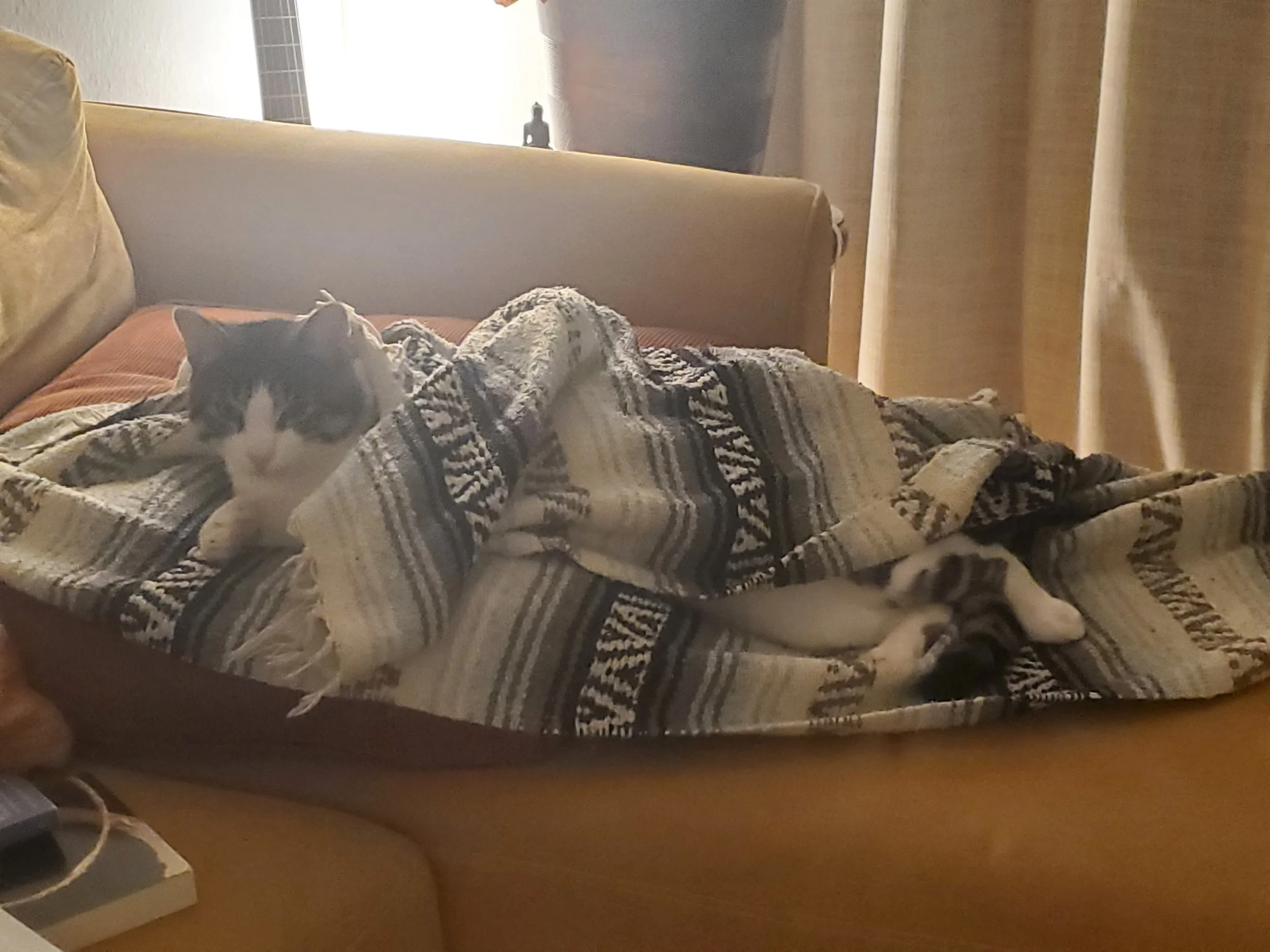 A black and white cat lying on a sofa, covered with a patterned blanket, in a cozy indoor setting.
