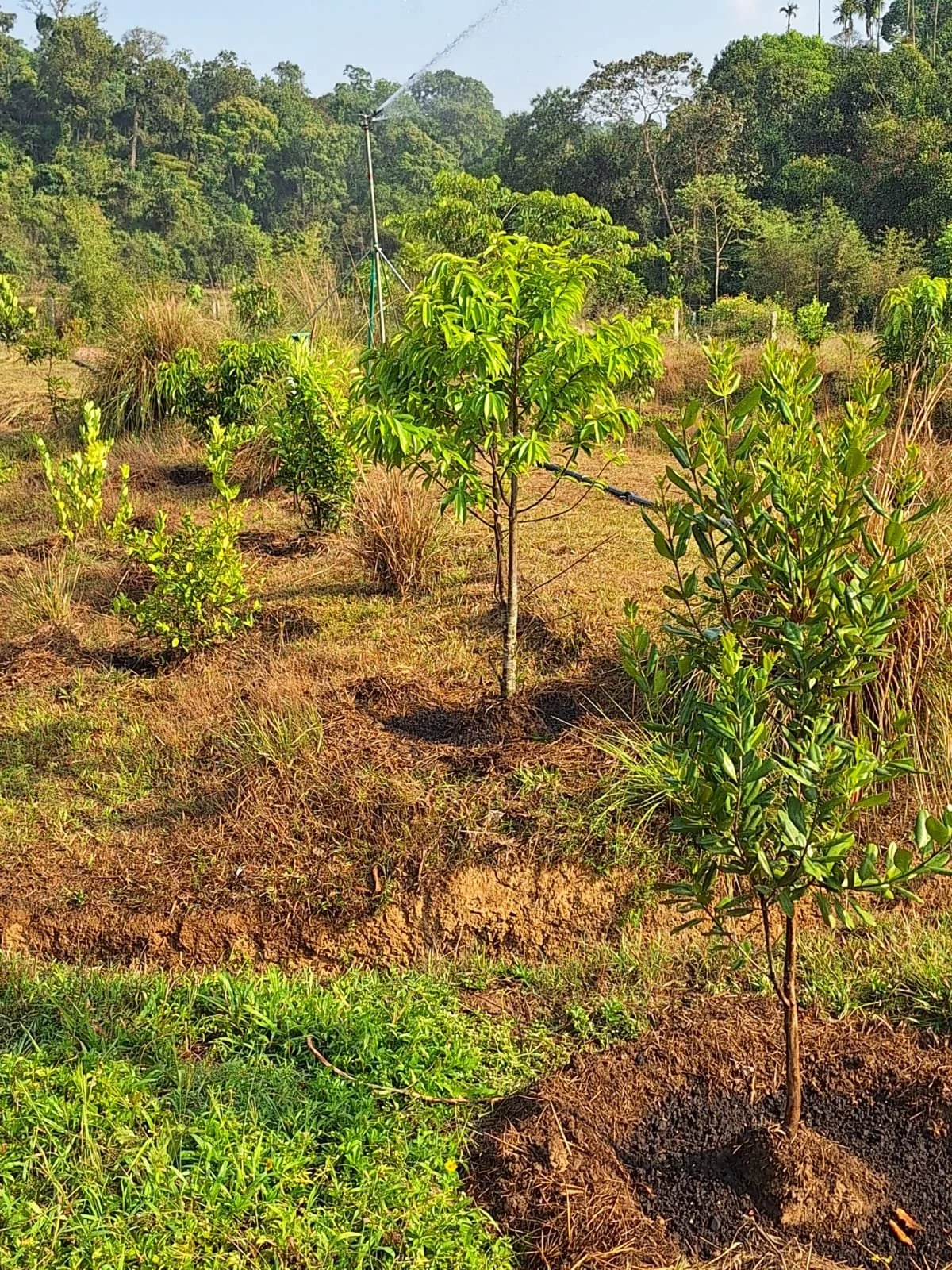 Young trees planted in a field with a sprinkler watering system in the background, surrounded by grass and plants, with a forested hillside in the distance.