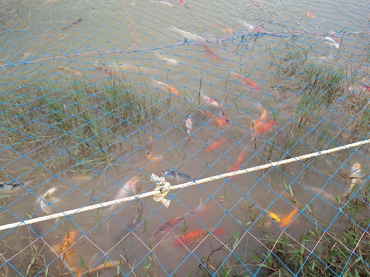 Koi fish swimming in a pond with algae and aquatic plants, surrounded by a blue protective net. There is a white rope tied across the net for support.