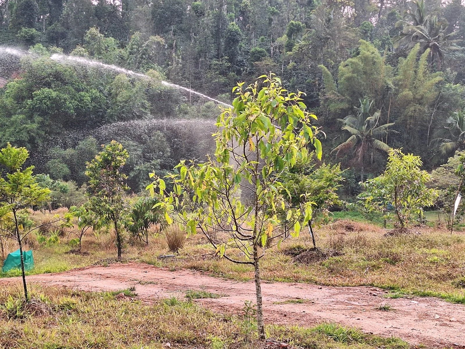 A young tree with green leaves stands in a garden with a dirt path, surrounded by other smaller trees and shrubs with lush forest and tall trees in the background.