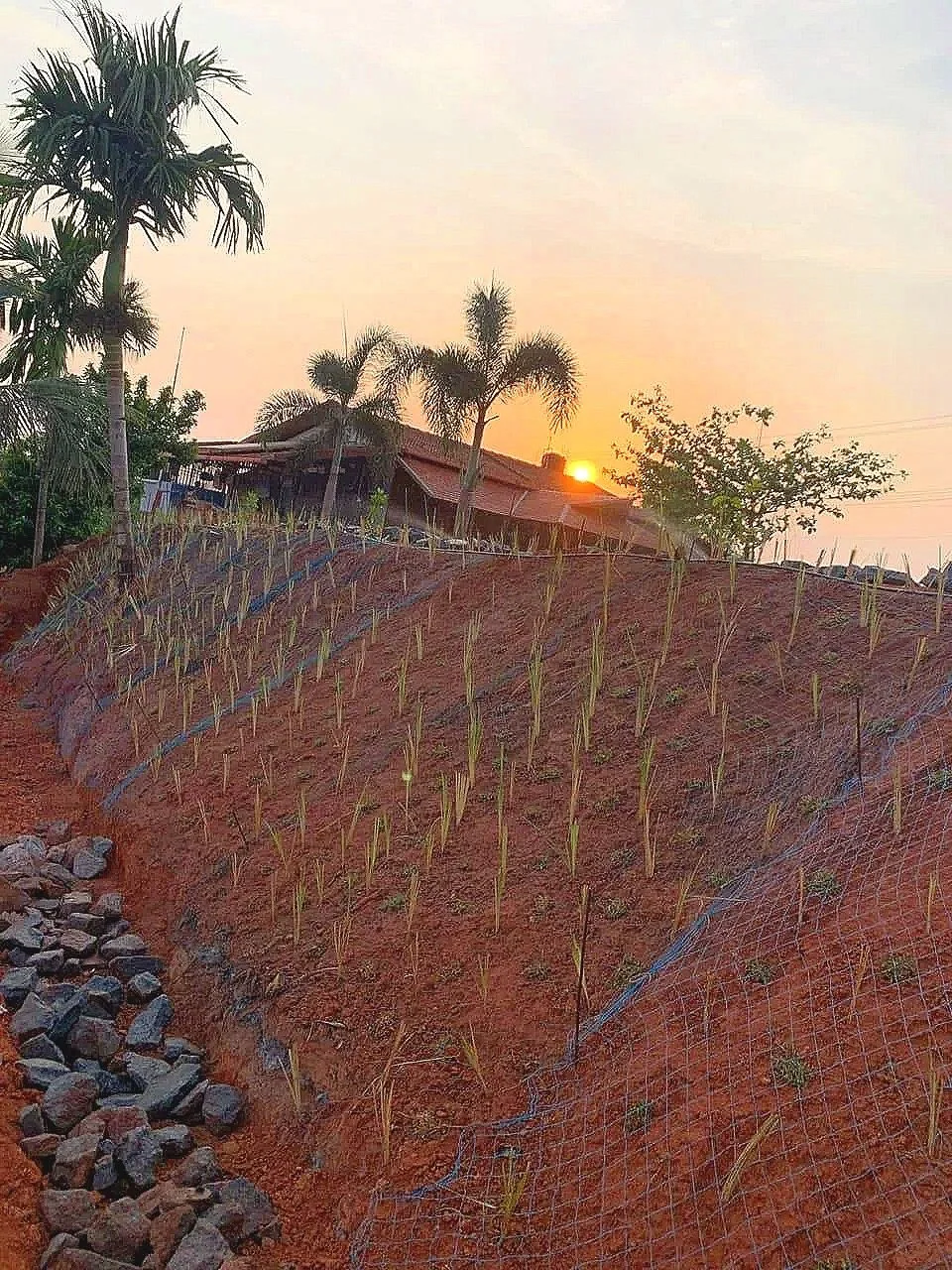 Young plants growing on a hillside with protective netting, overlooking a house and palm trees during sunset.