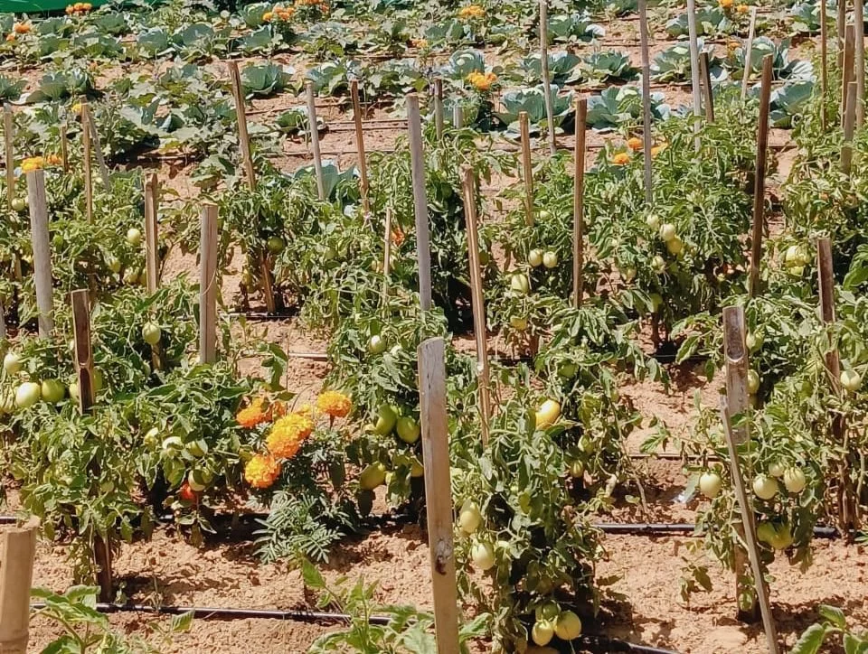 Rows of tomato plants with green and ripening tomatoes supported by stakes in a field with marigold flowers nearby.