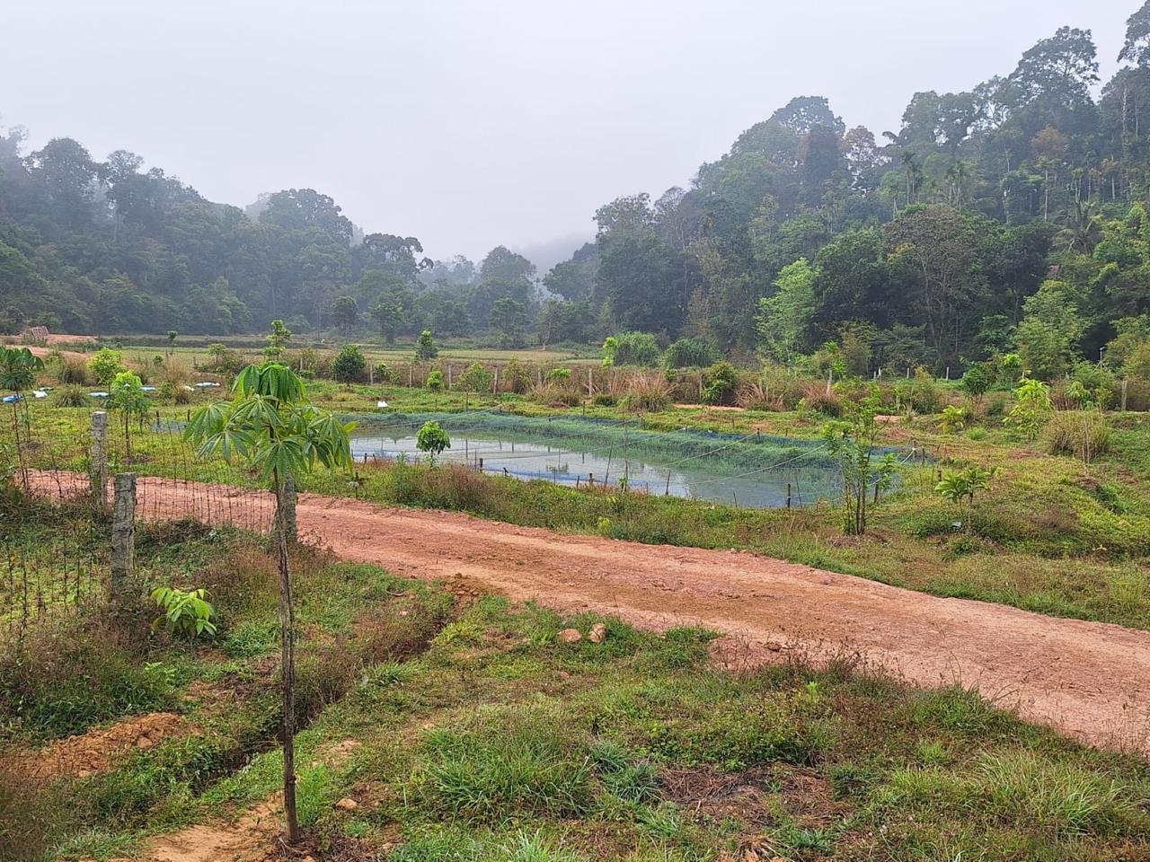 A rural landscape with a dirt road, small young trees, a pond covered with netting, and a background of dense forest and hills under a foggy sky.
