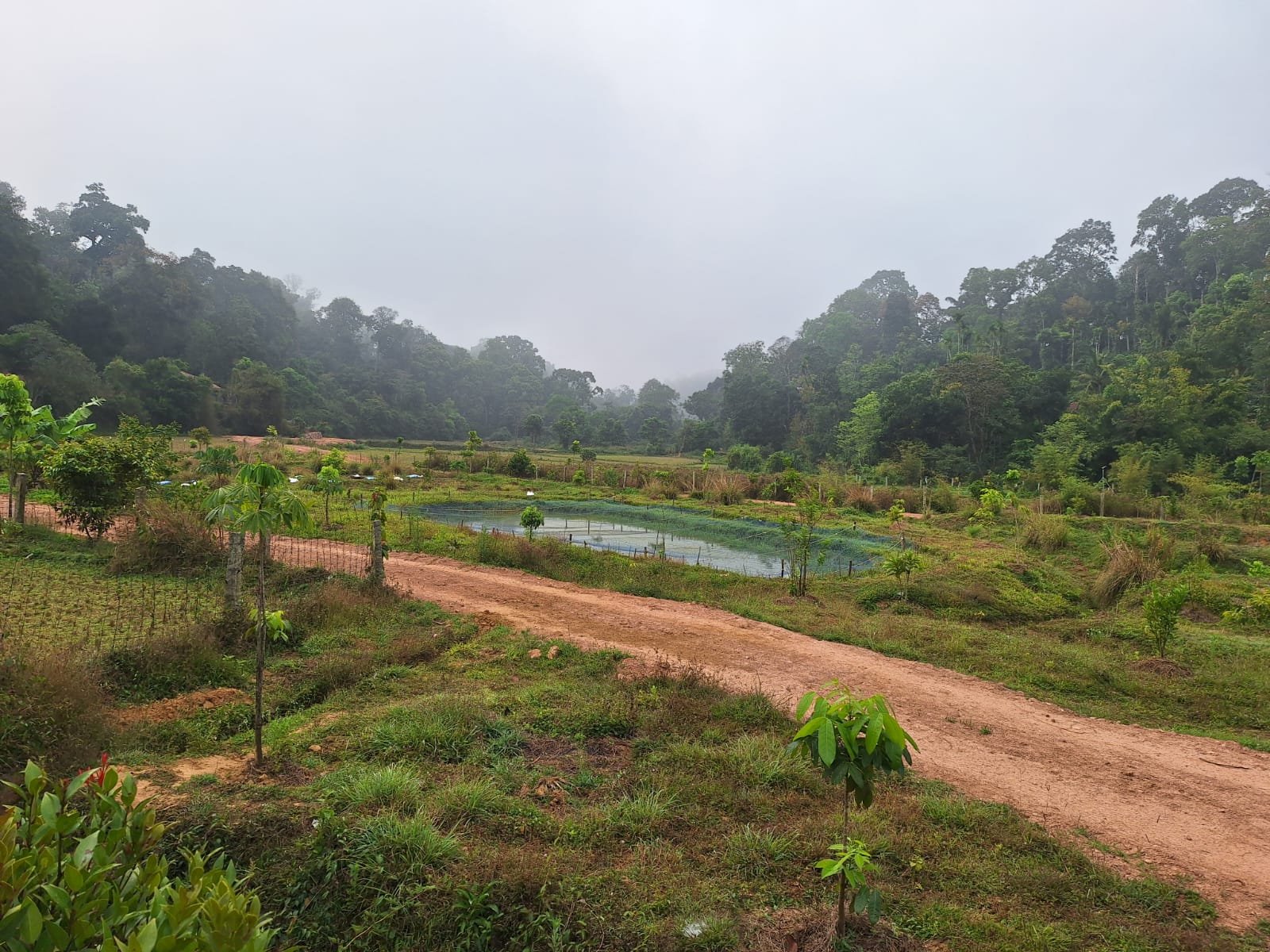 A dirt road runs through a lush green landscape with small trees and bushes. There is a pond with a netted enclosure nearby, and dense forest on the hills in the background under a cloudy sky.