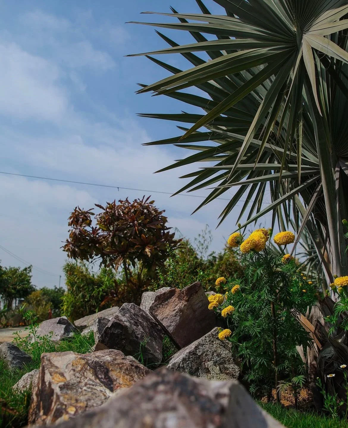 A garden scene with large rocks at the front, yellow flowering plants on the right, a palm-like plant with long pointed leaves on the right, and another bush with dark red leaves in the background, under a partly cloudy blue sky.
