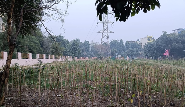 A farm with rows of plants supported by stakes, surrounded by trees, with power lines and a tower in the background.