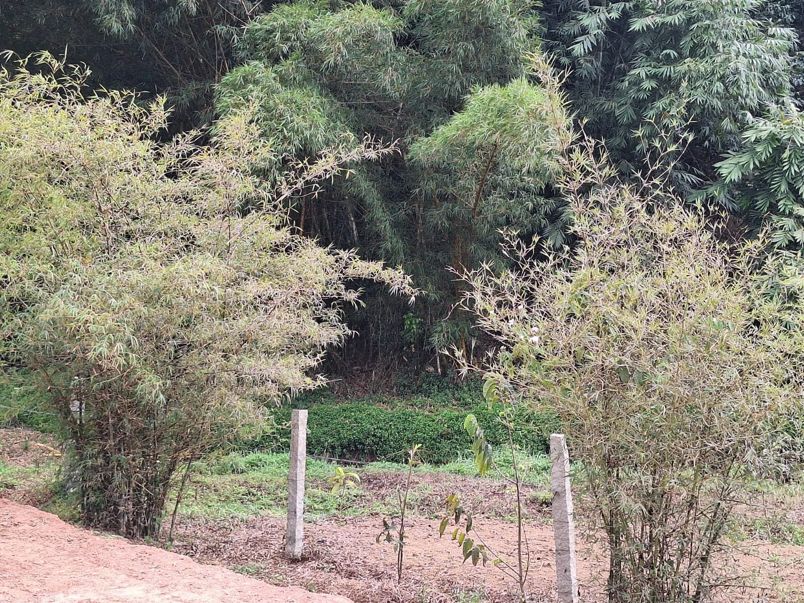 A small area of ground with dirt and small plants, surrounded by dense trees and bushes, with wooden fence posts in the foreground.