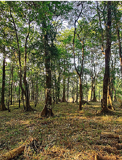 Biodiversity Projects