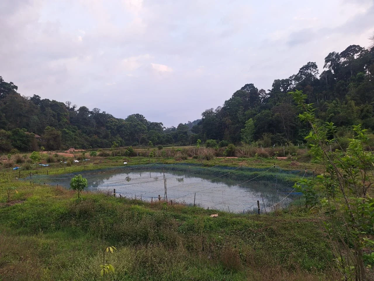 A small pond surrounded by grassy land and trees in a rural area with a cloudy sky.