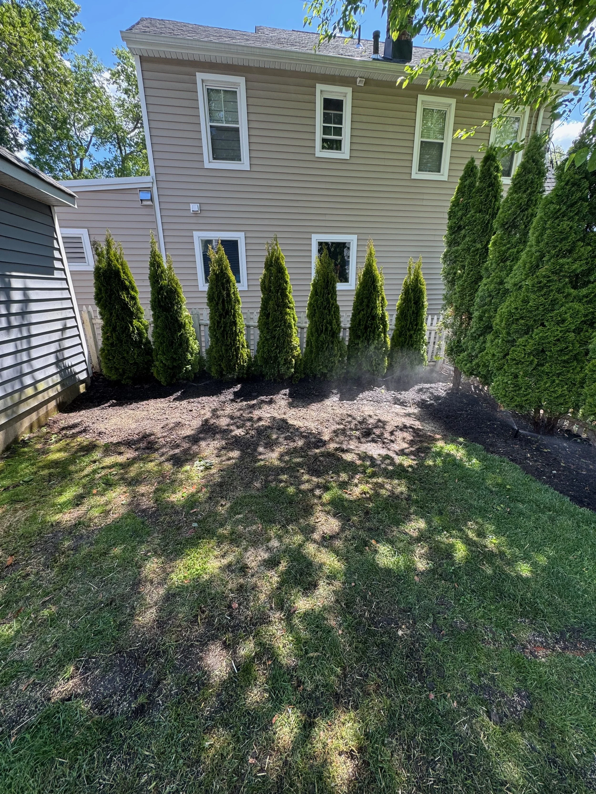 Emerald Arborvitae Install 
