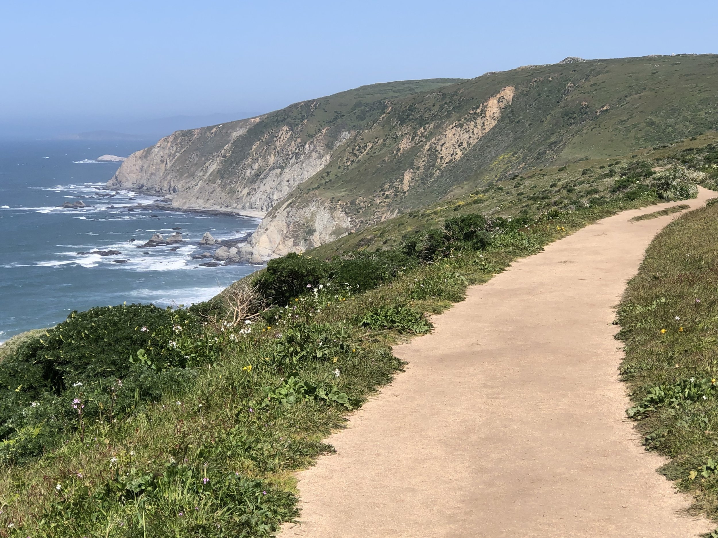 Tamales Point Trail along a coastal hillside in Point Reyes National Park with green vegetation, overlooking the Pacific ocean with rocky cliffs and white waves, under a clear blue sky.