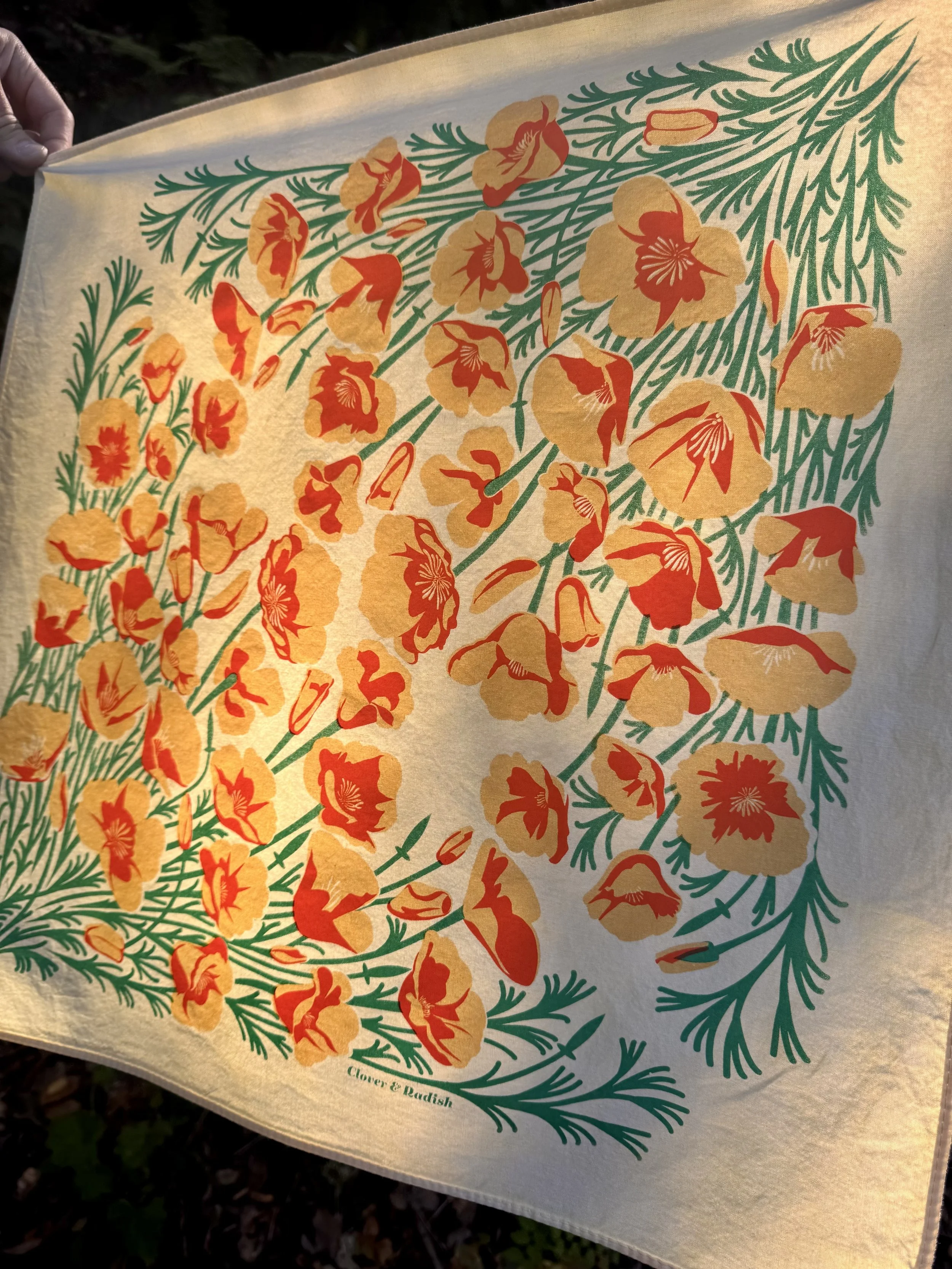 Golden Poppy Bandana Backlit in Afternoon Breeze.jpeg