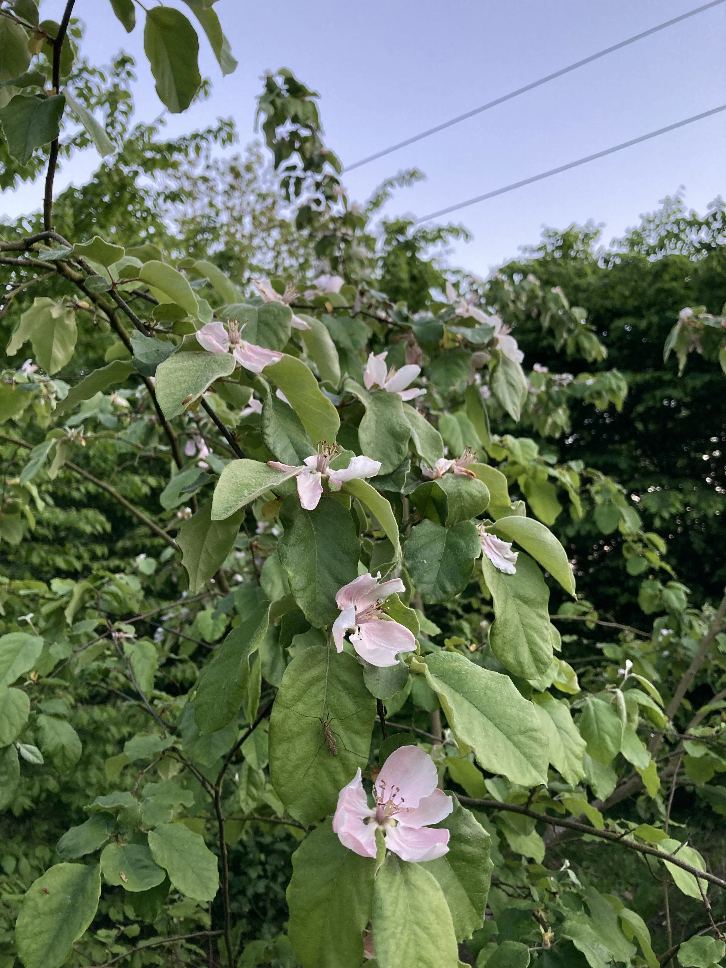 IMG_0535.jpeg