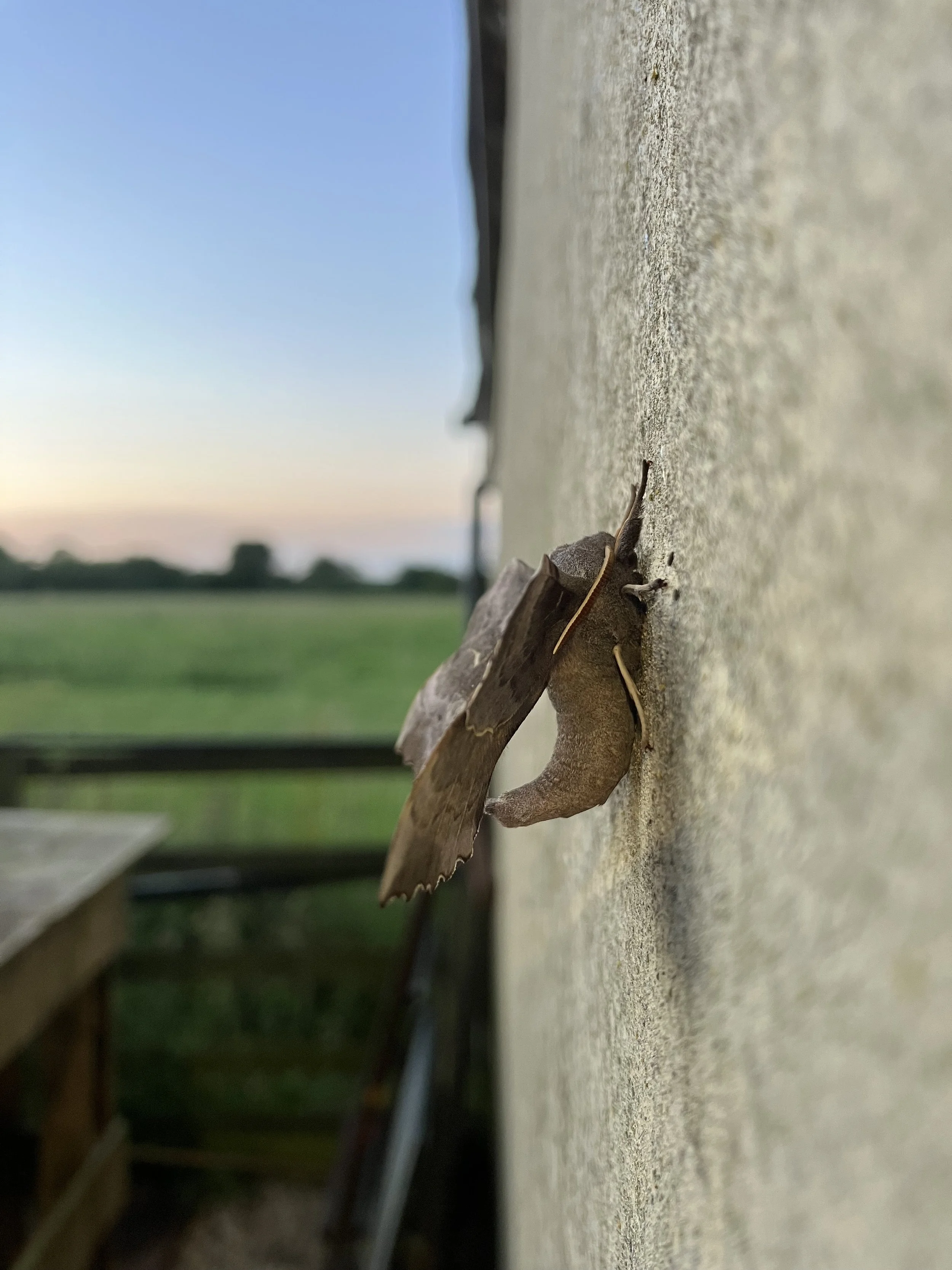 IMG_0908.jpeg
