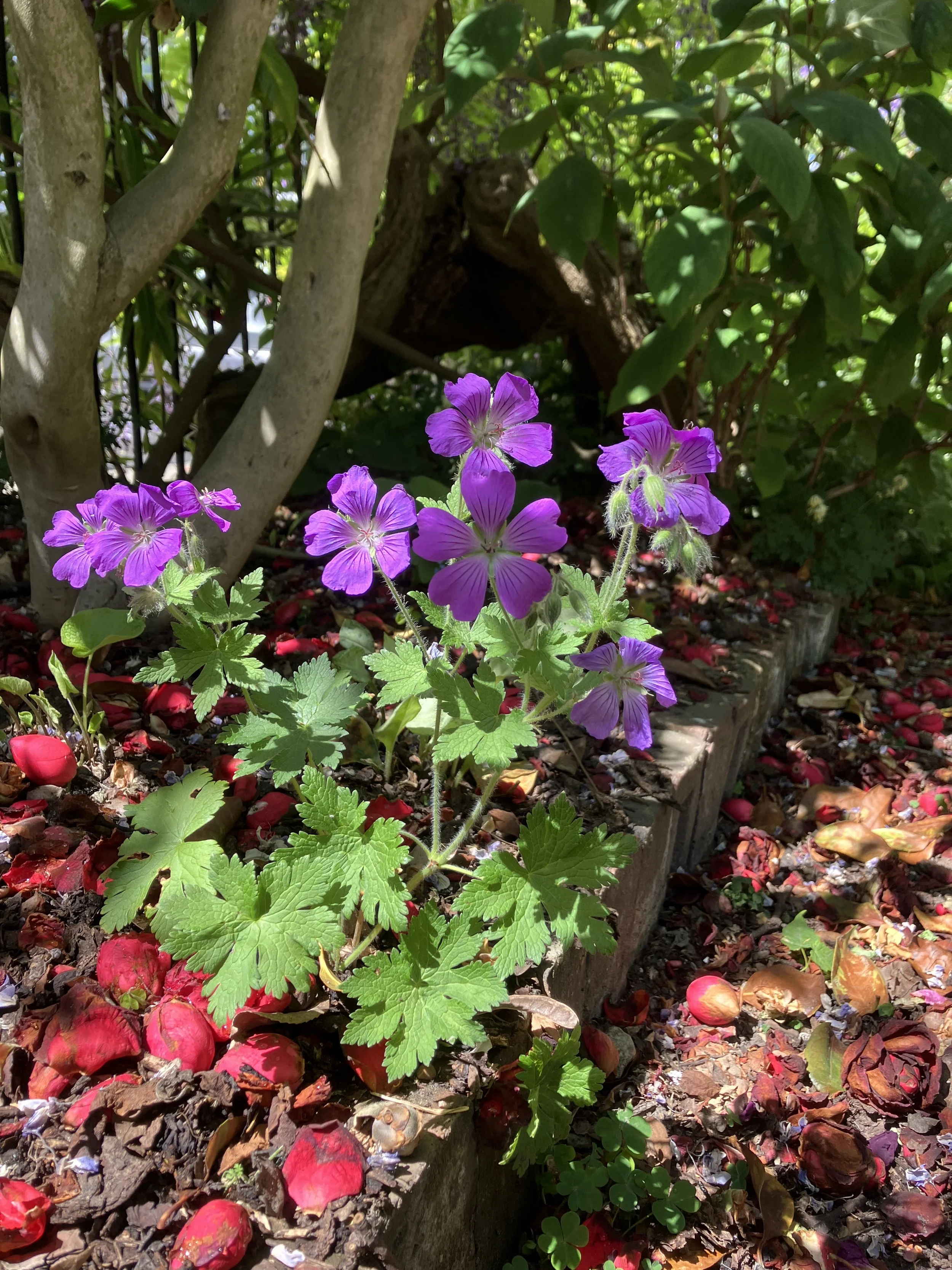 IMG_0460.jpeg