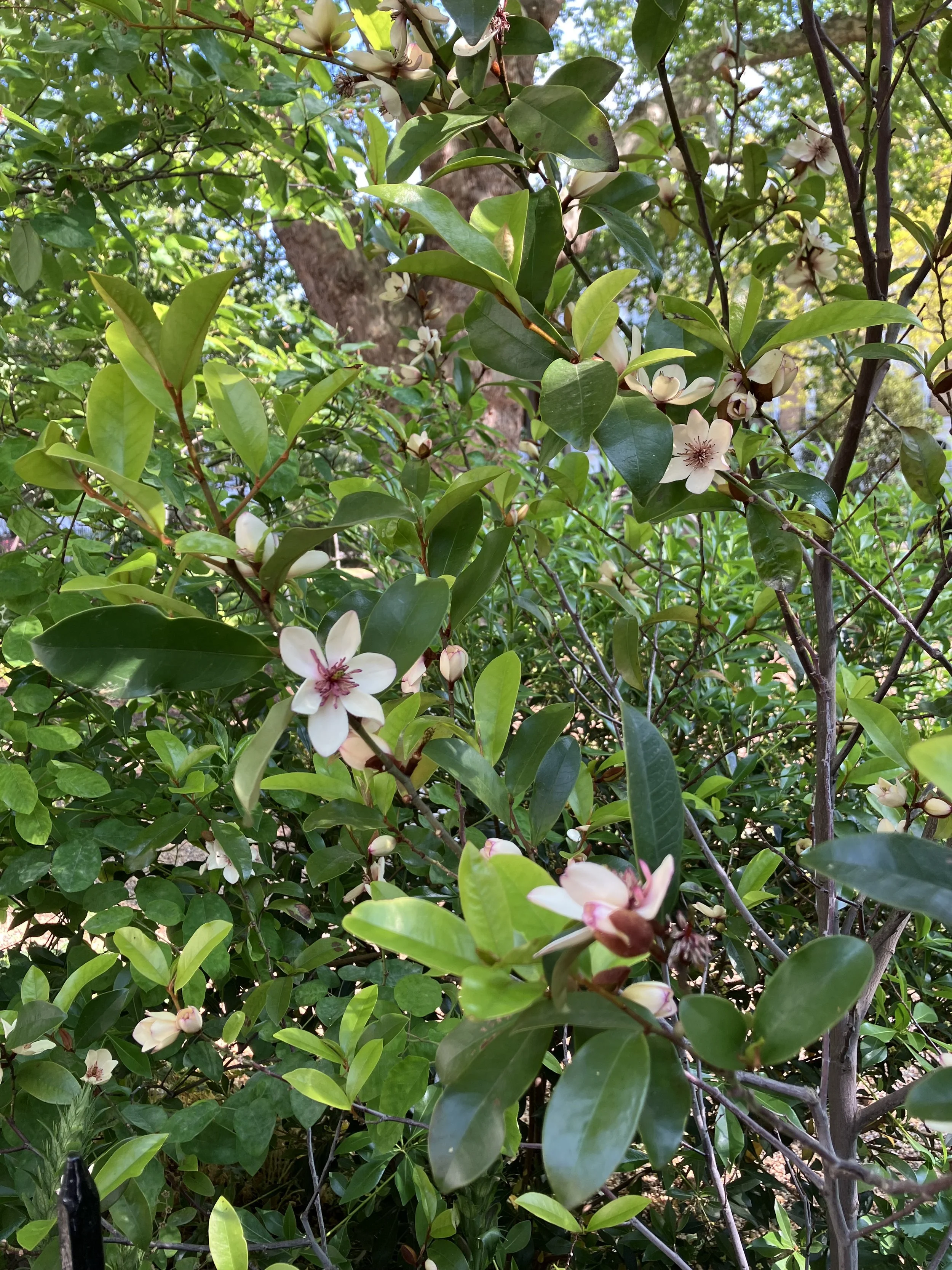IMG_0344.jpeg