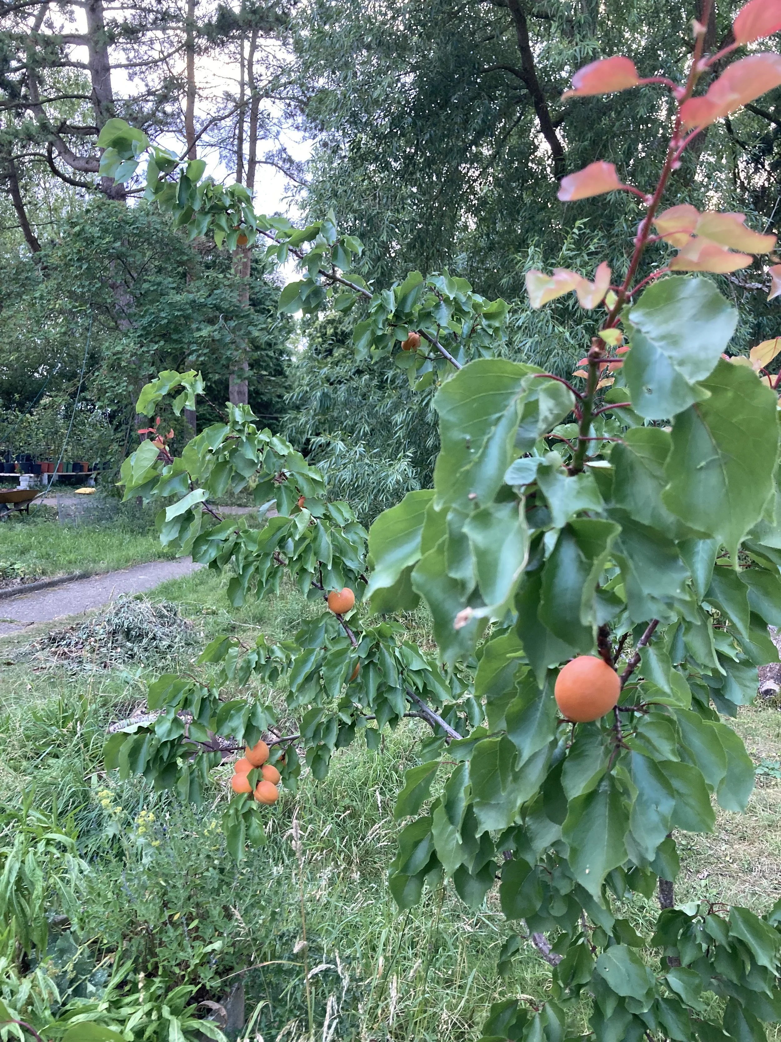 IMG_1534.jpeg