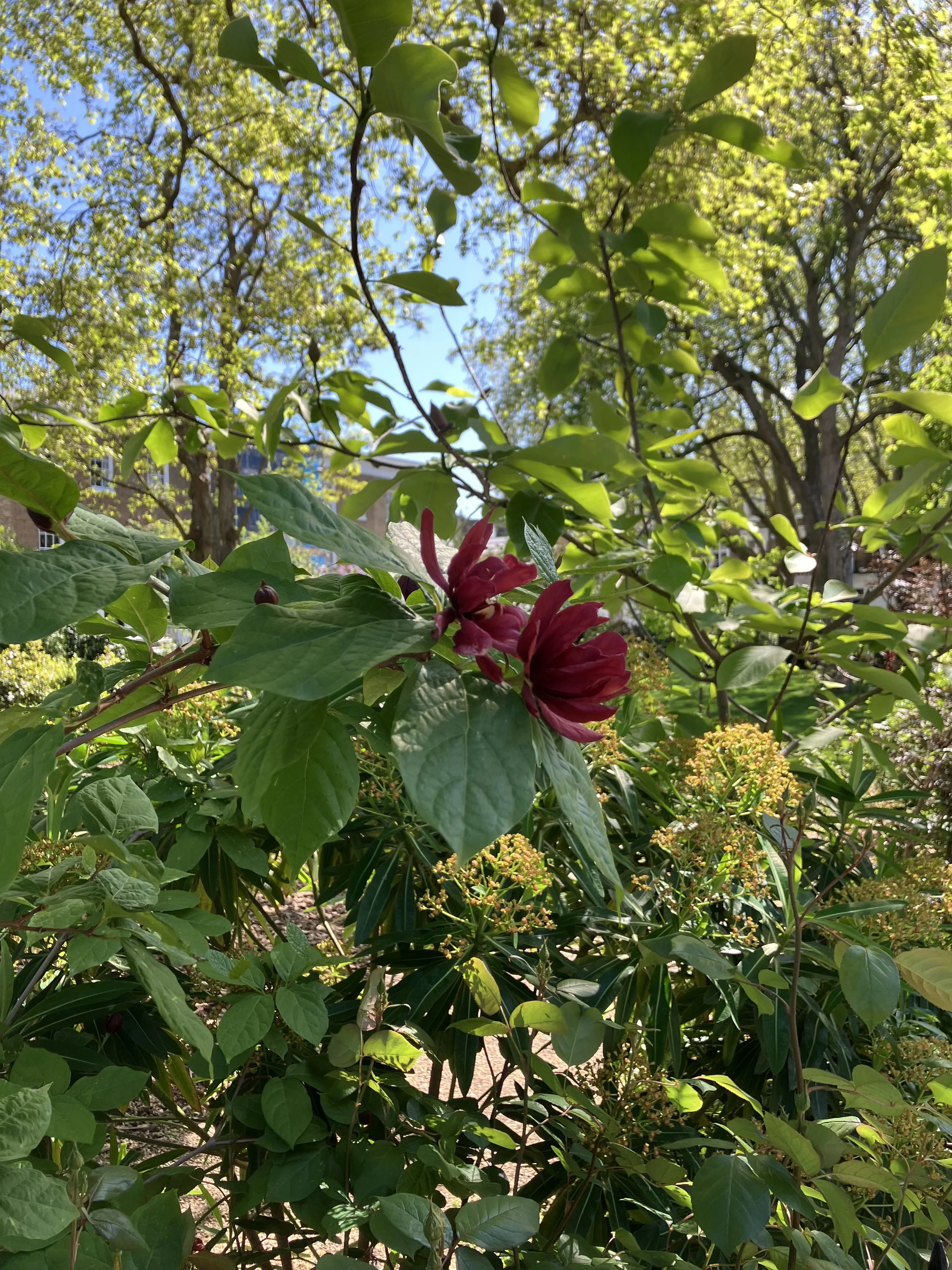 IMG_0295.jpeg