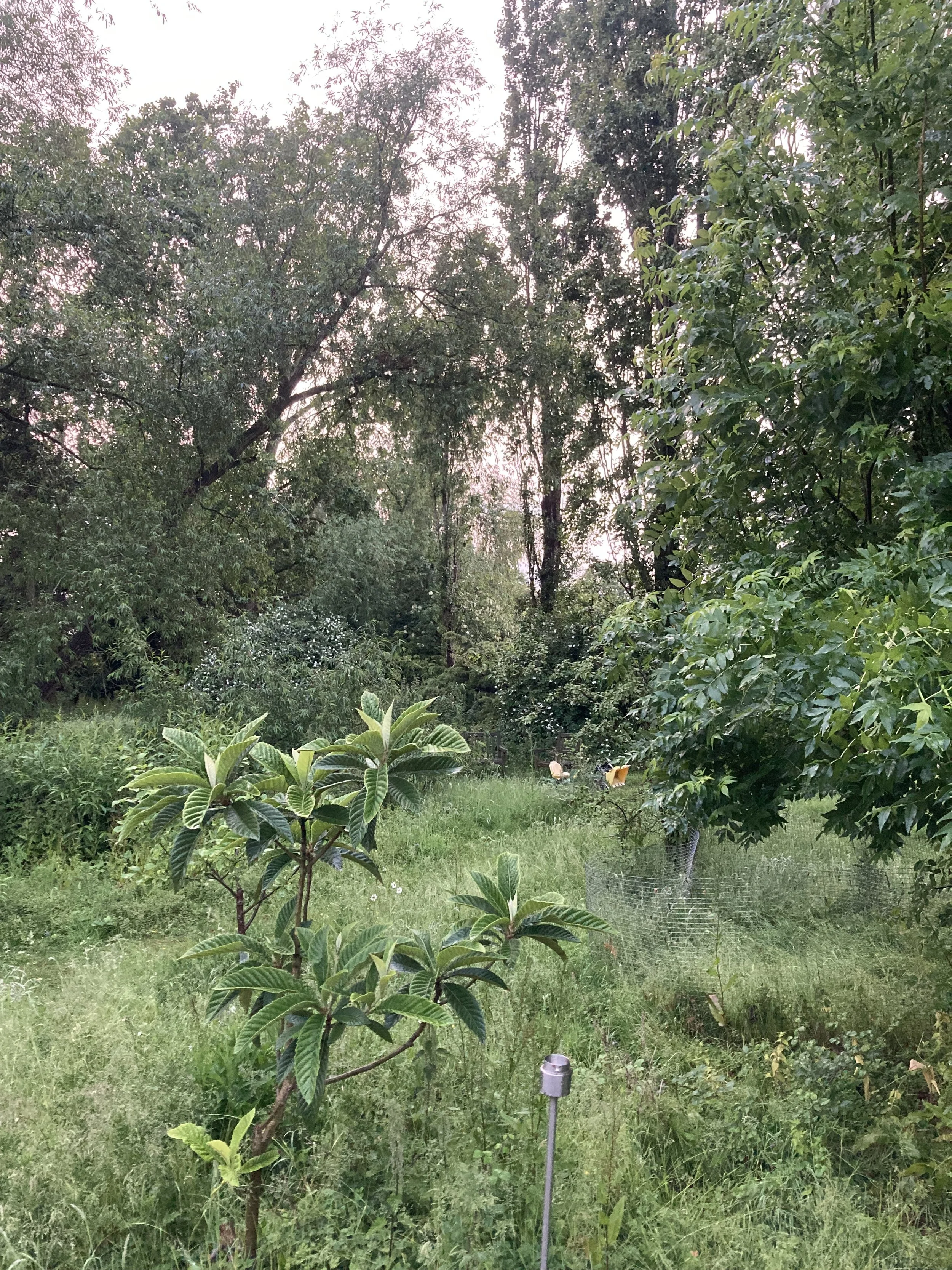 IMG_1228.jpeg