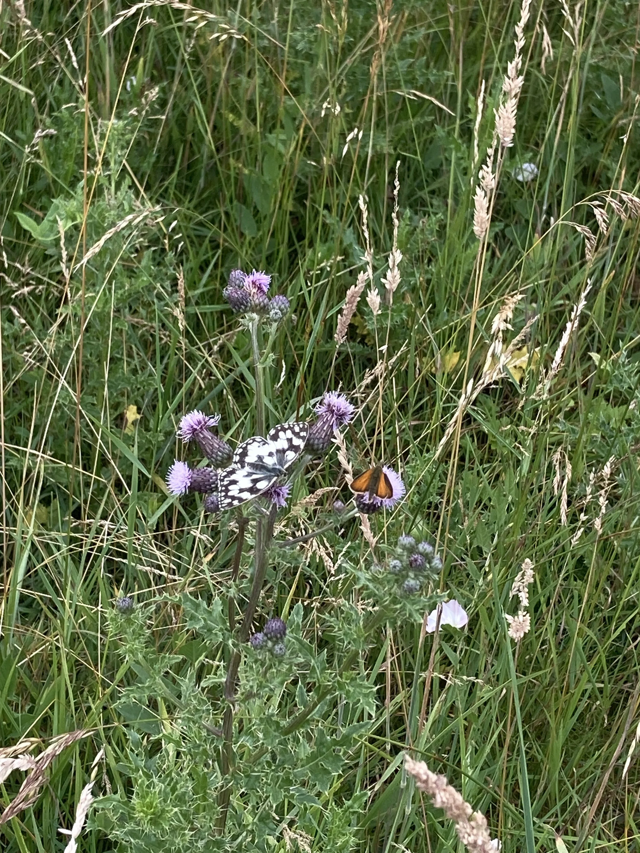 IMG_3607.jpeg