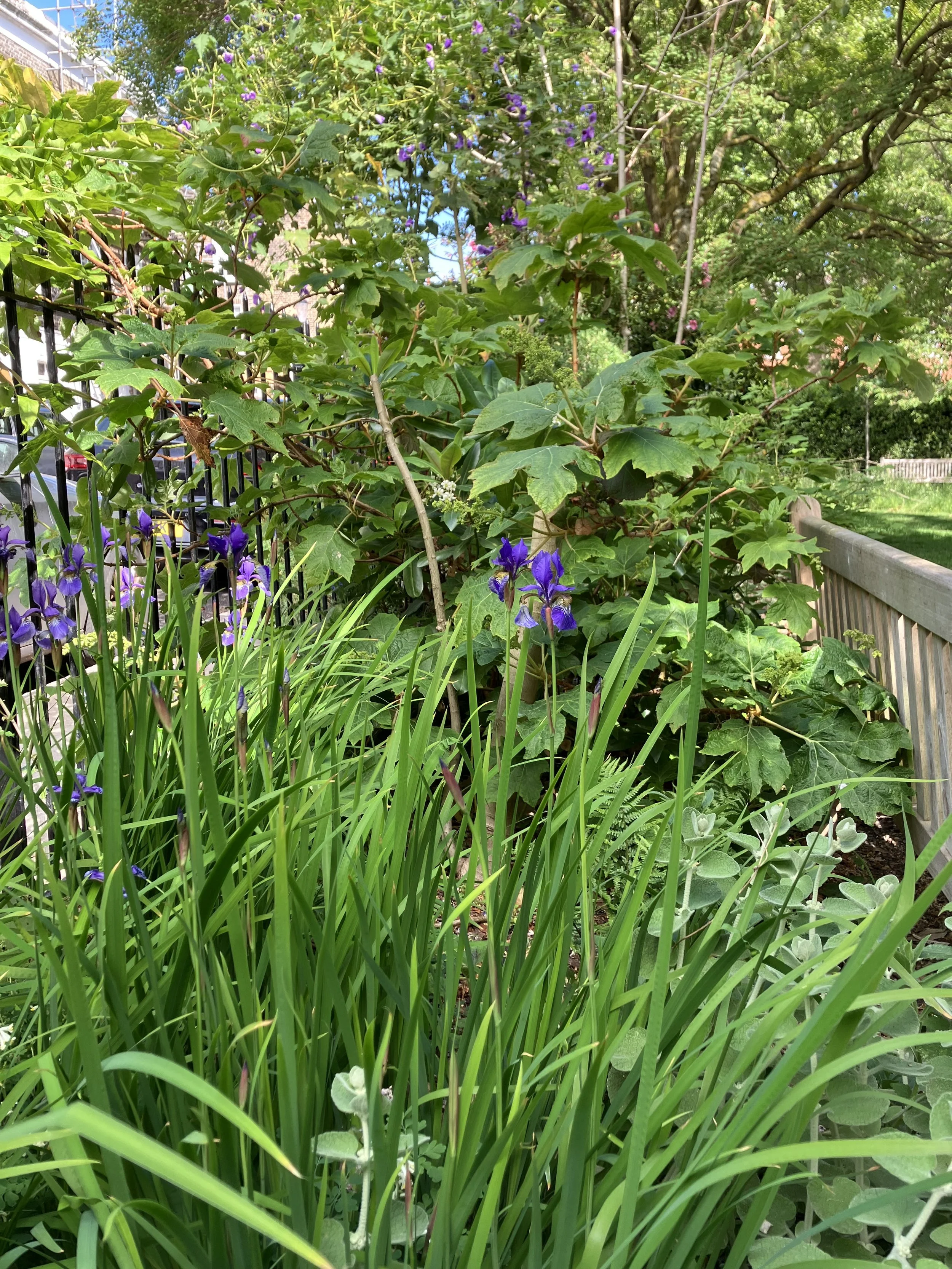 IMG_0442.jpeg