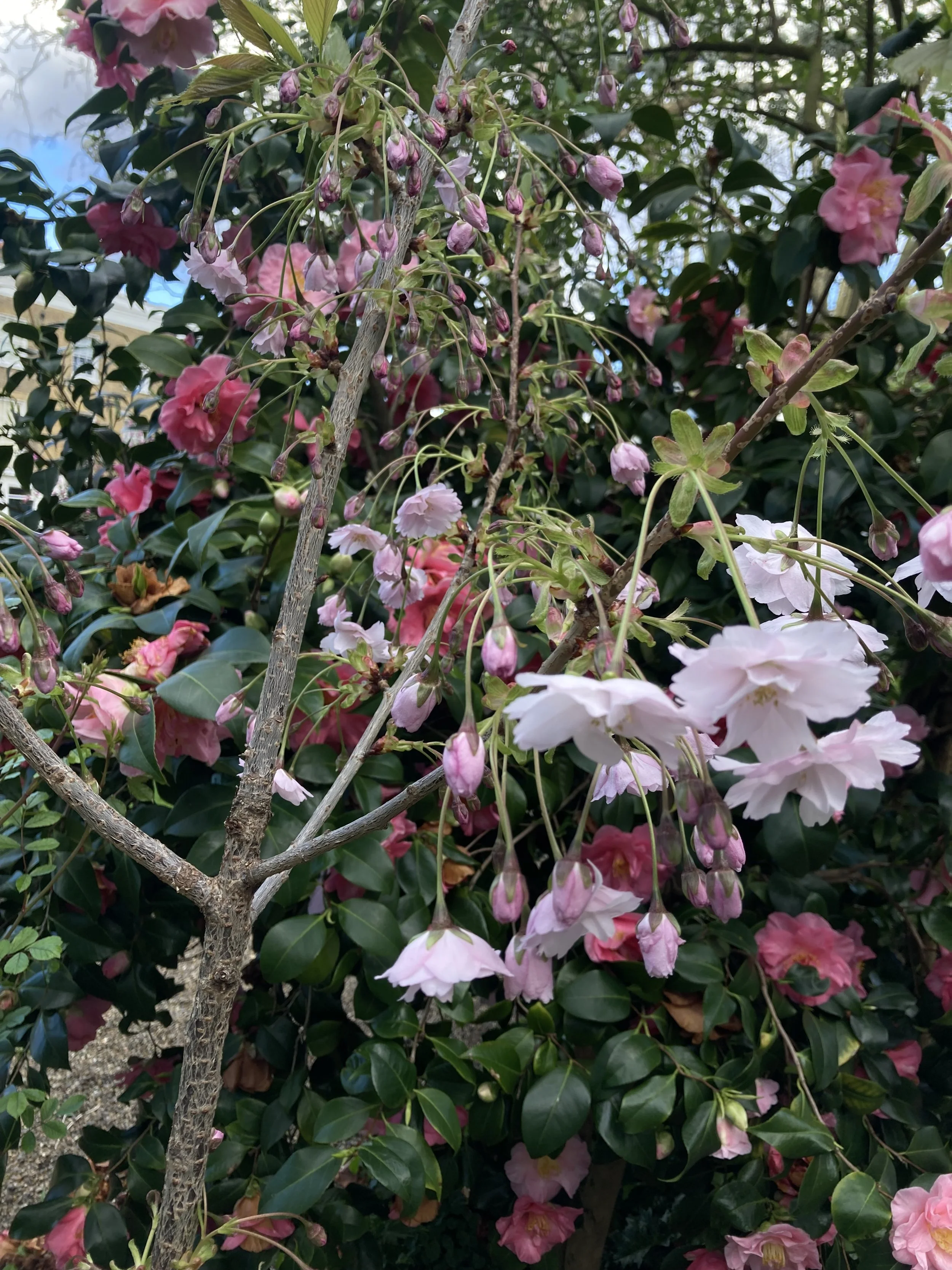 IMG_5993.jpeg
