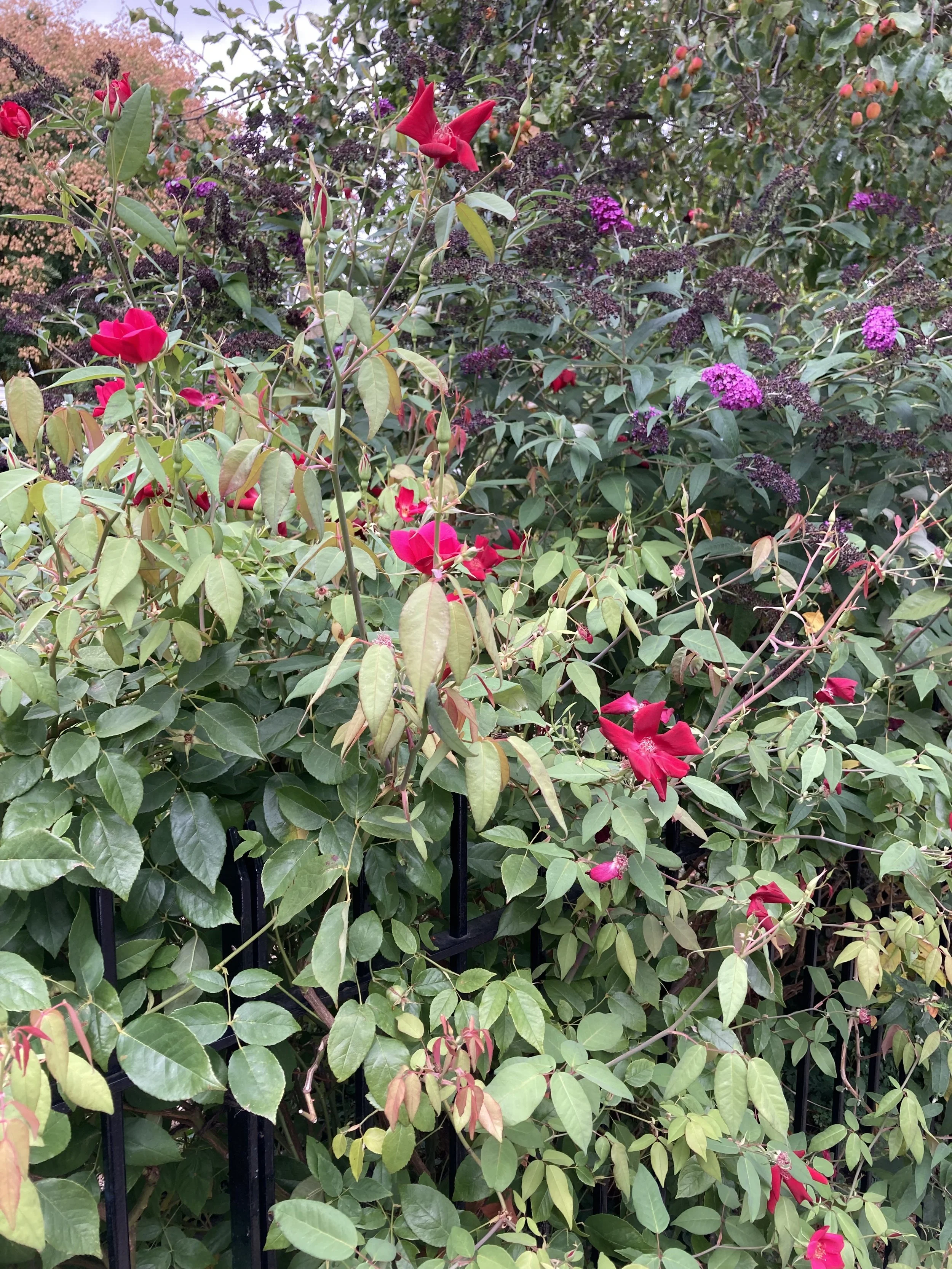 IMG_2346.jpeg