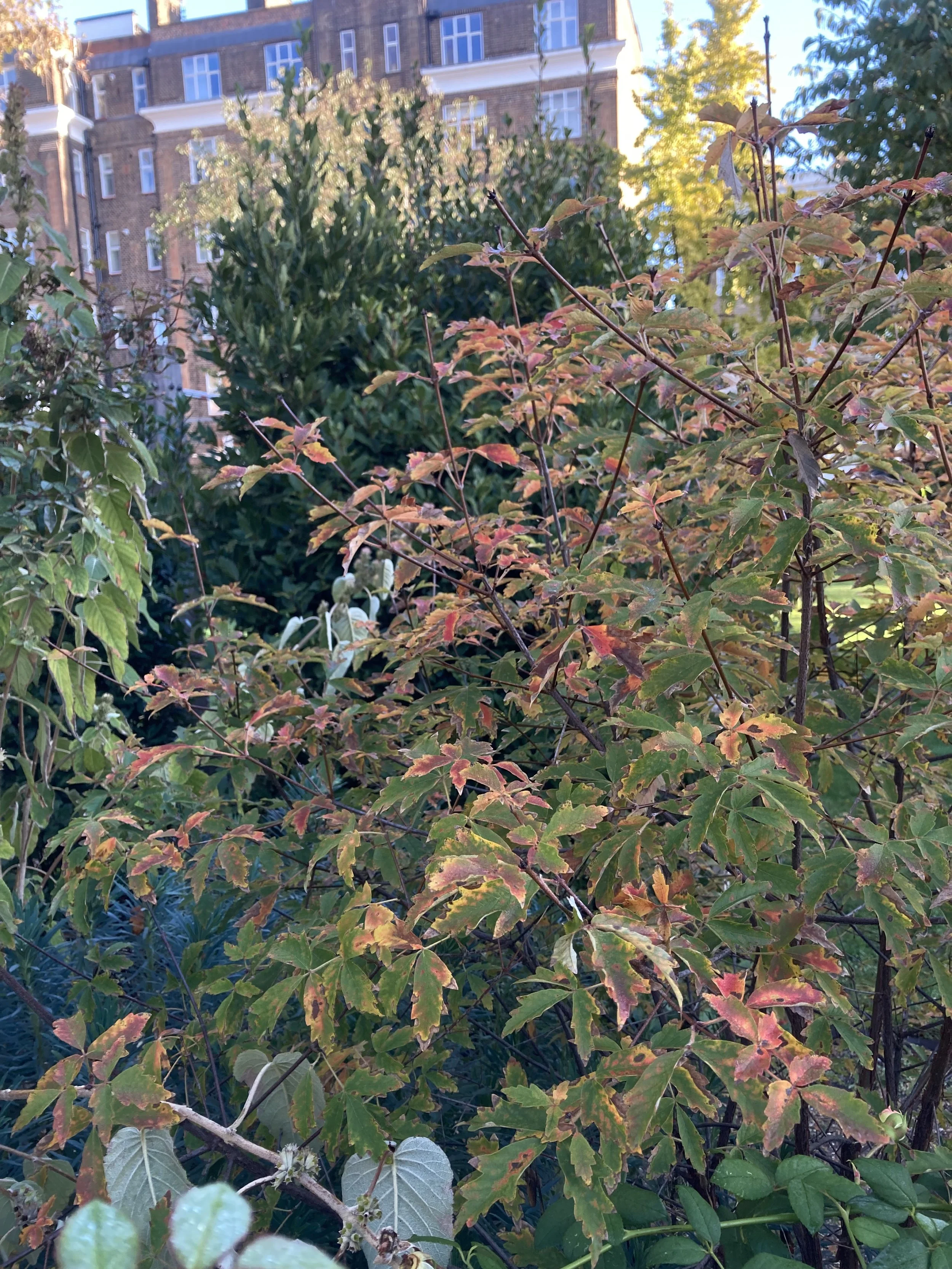 IMG_4781.jpeg