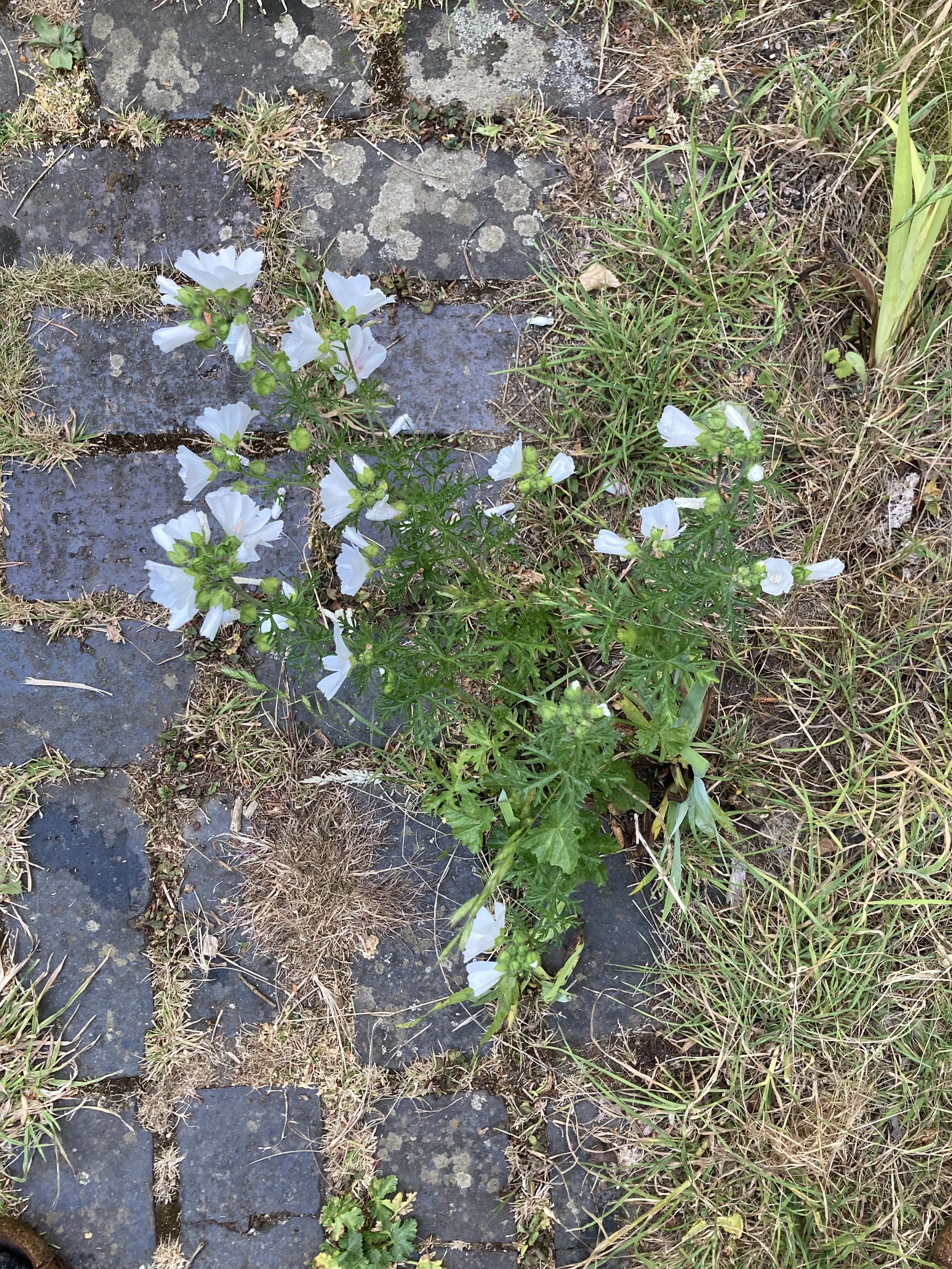 IMG_1532.jpeg