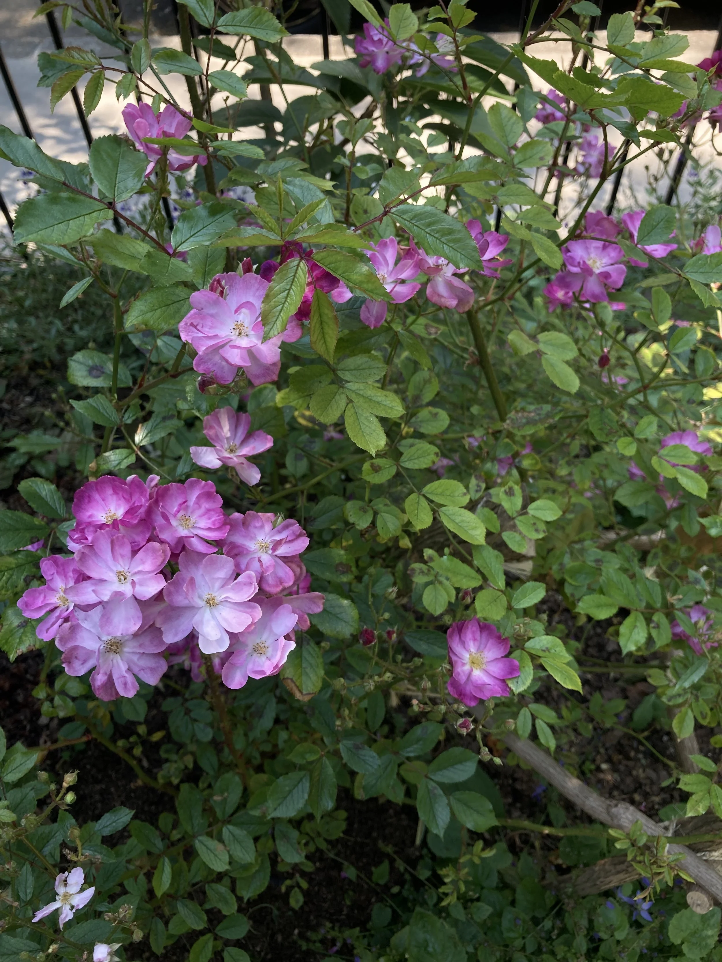 IMG_3052.jpeg
