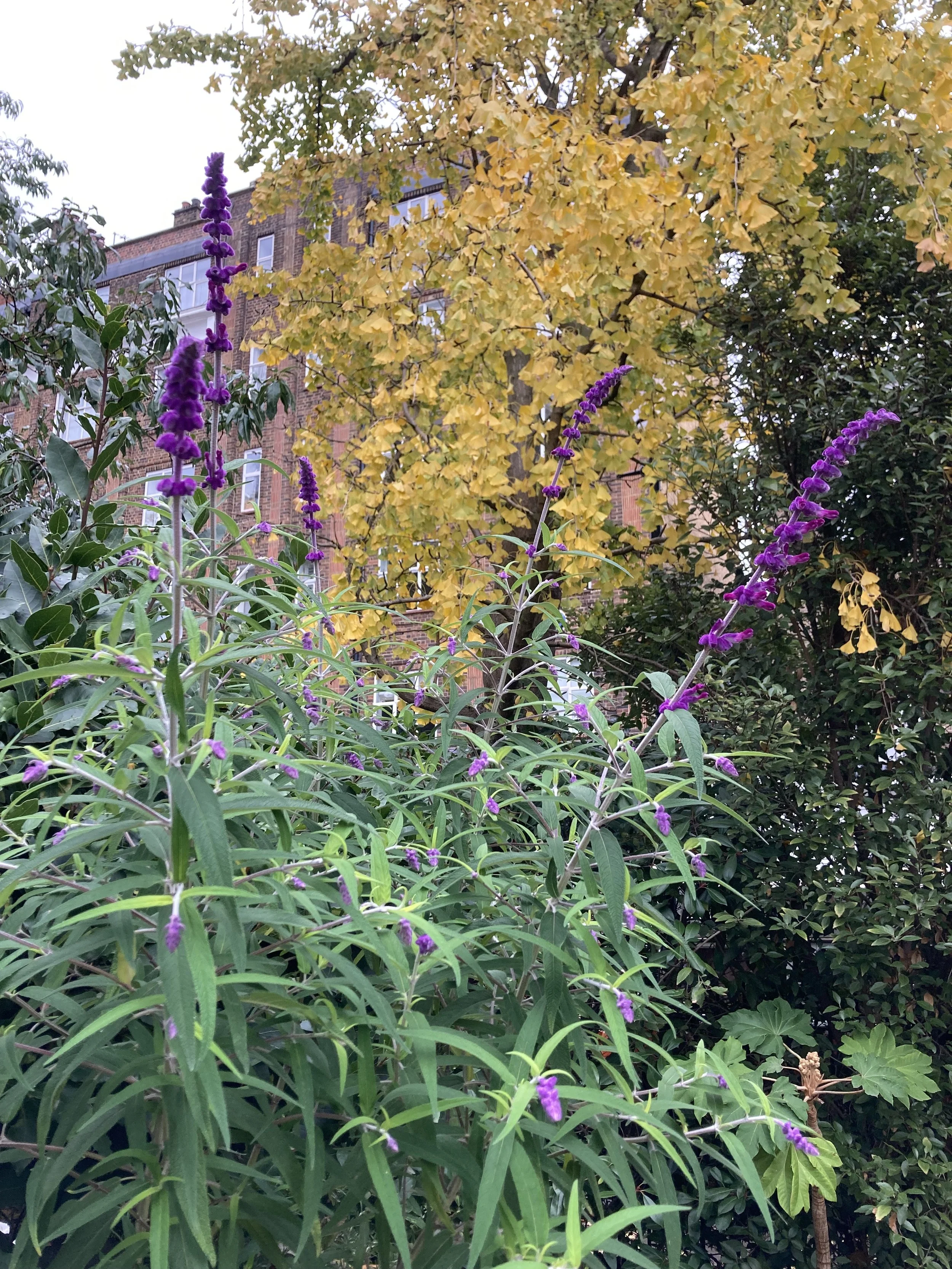 IMG_2874.jpeg