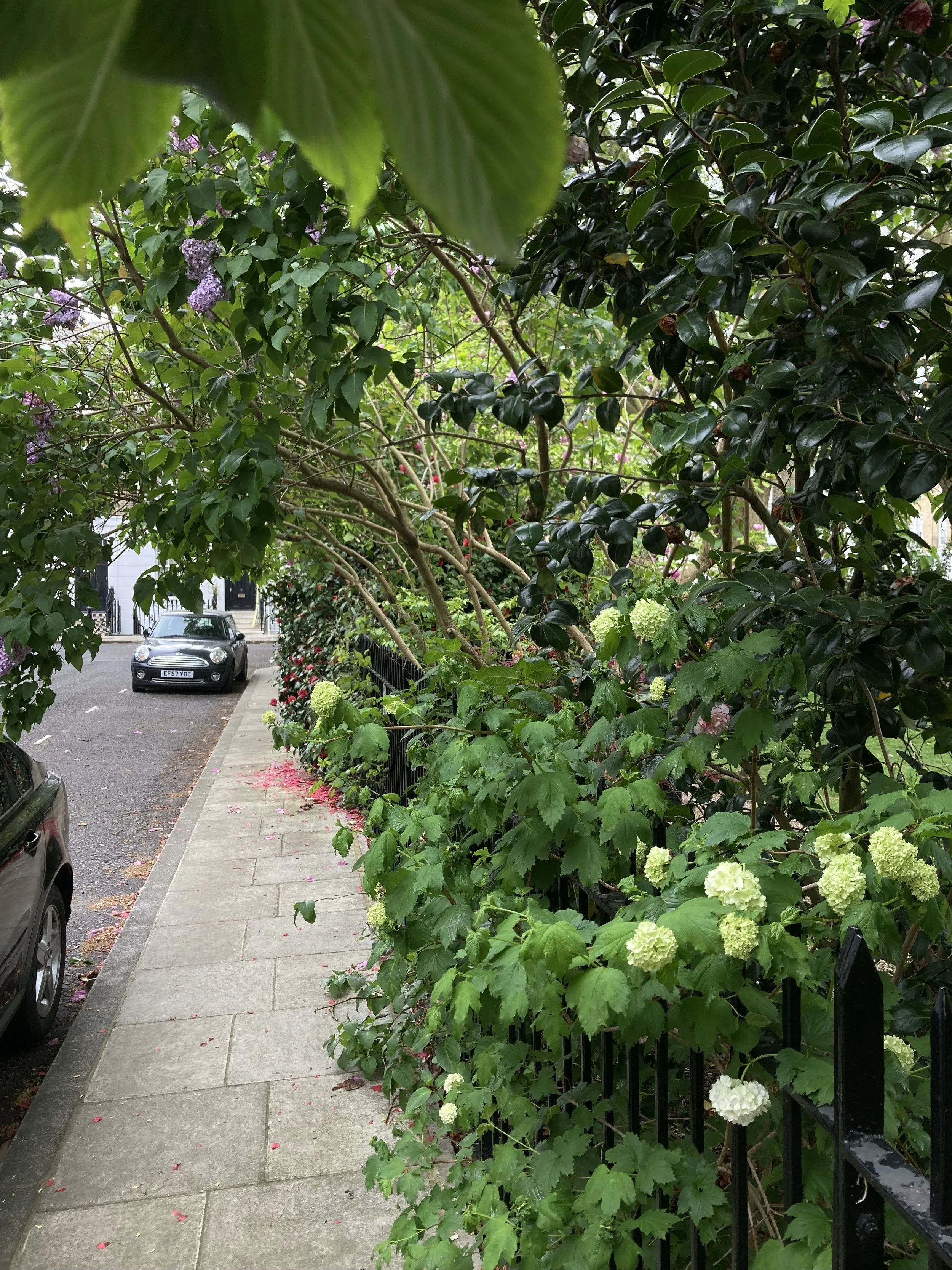 IMG_0087.jpeg
