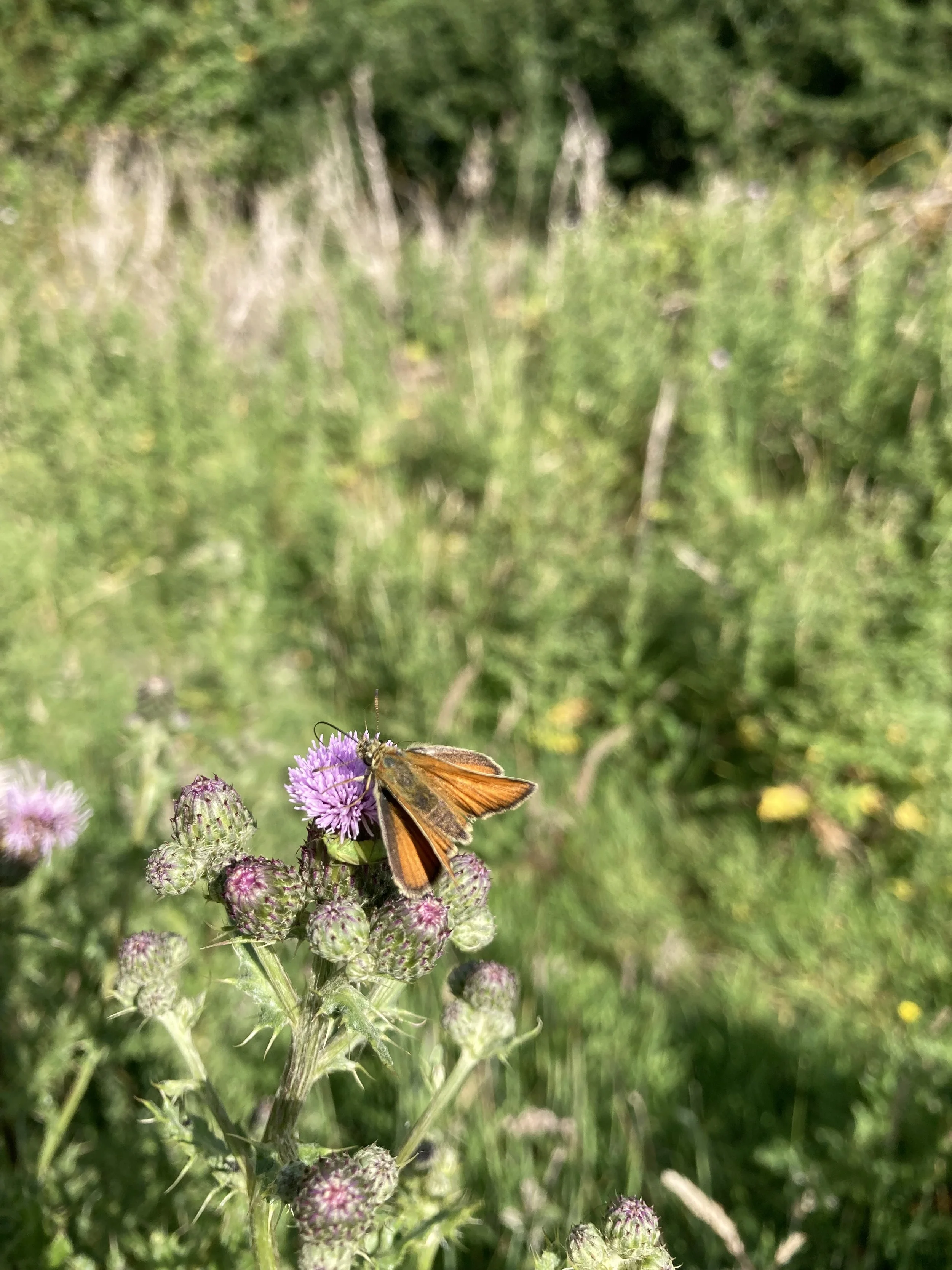 IMG_1455.jpeg