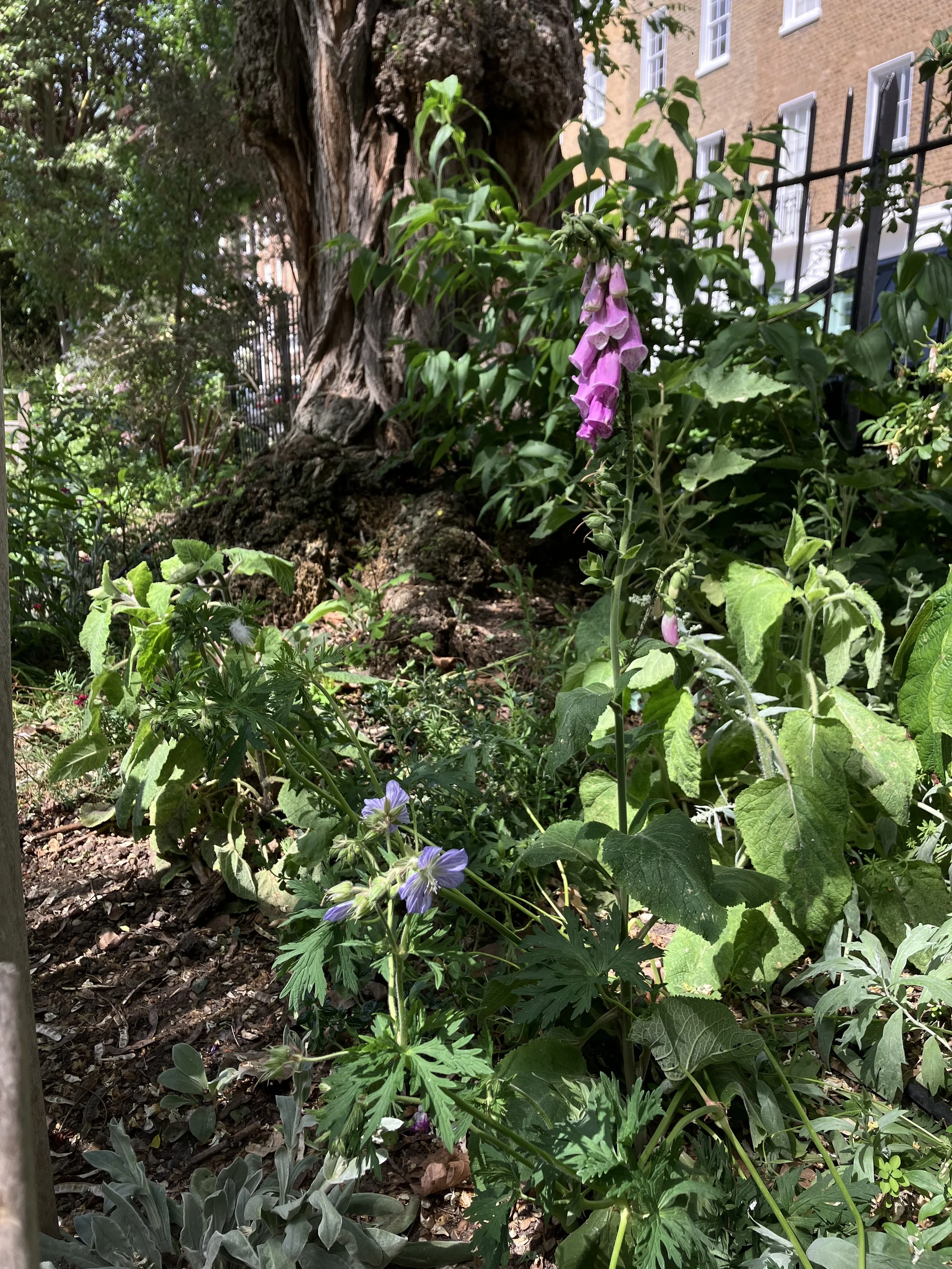 IMG_0590.jpeg