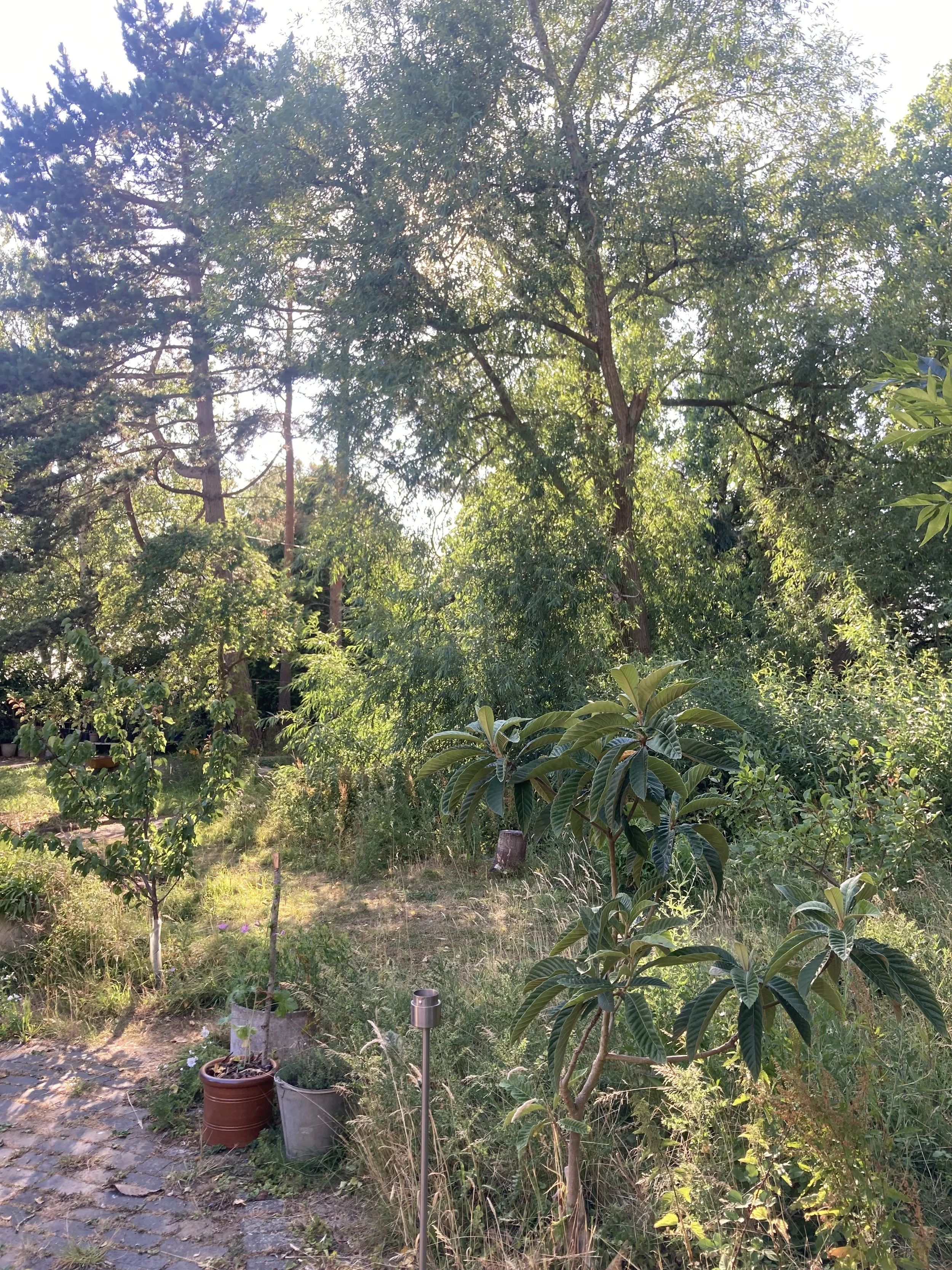 IMG_1620.jpeg