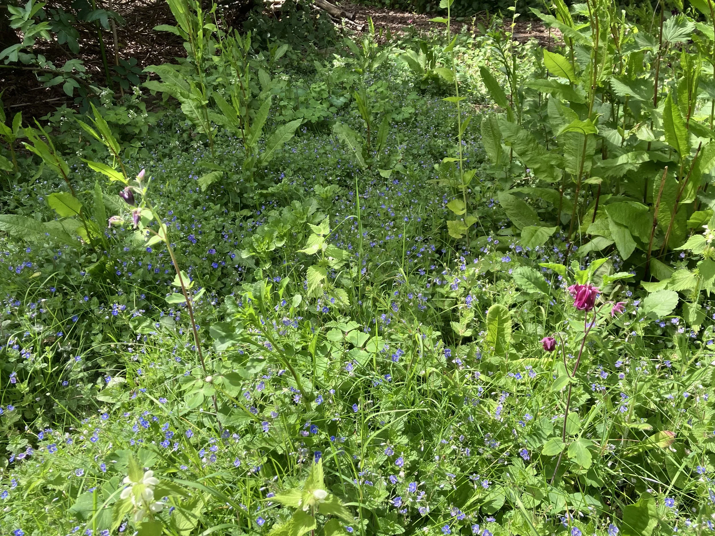 IMG_0414.jpeg