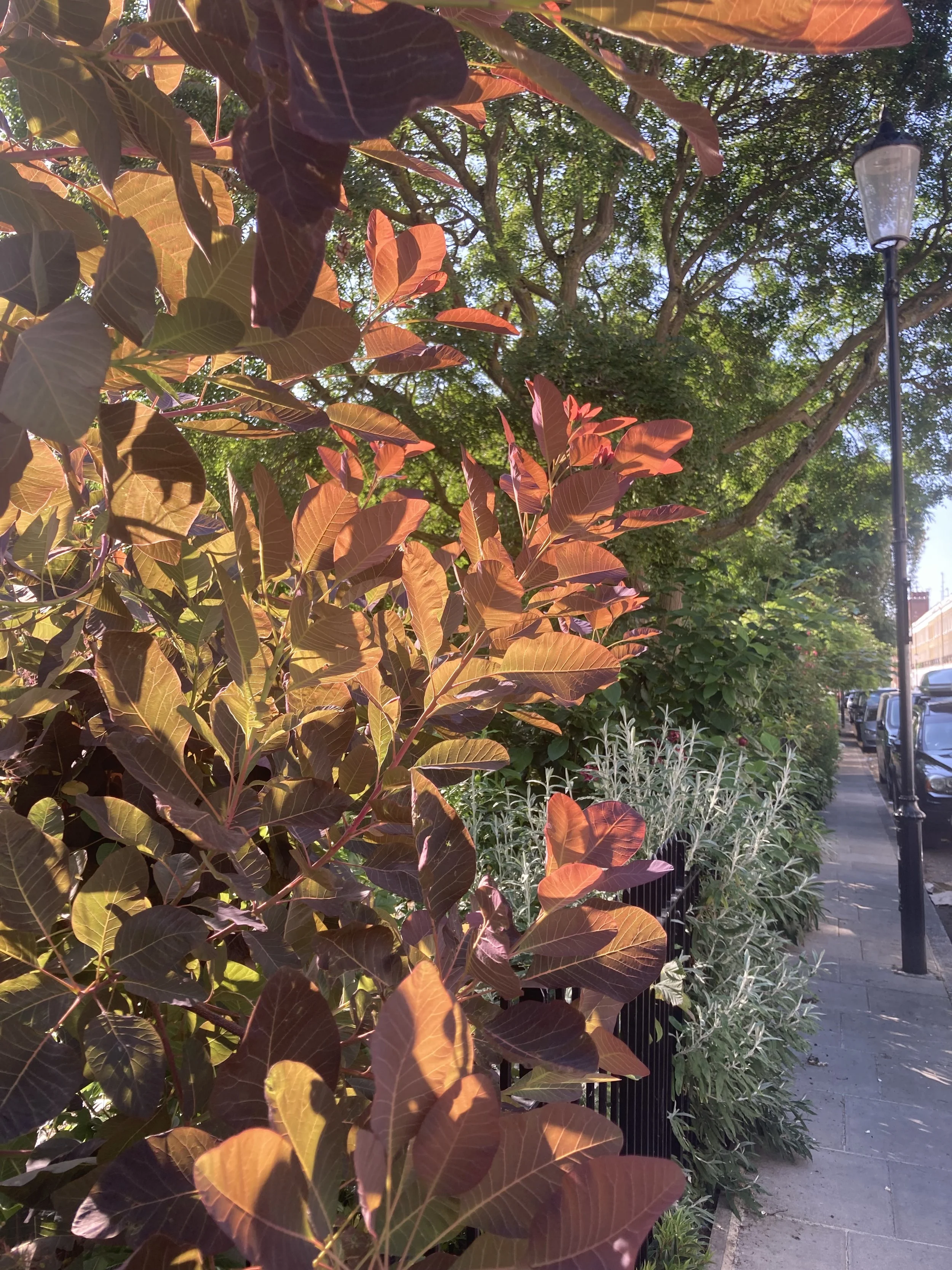 IMG_3364.jpeg