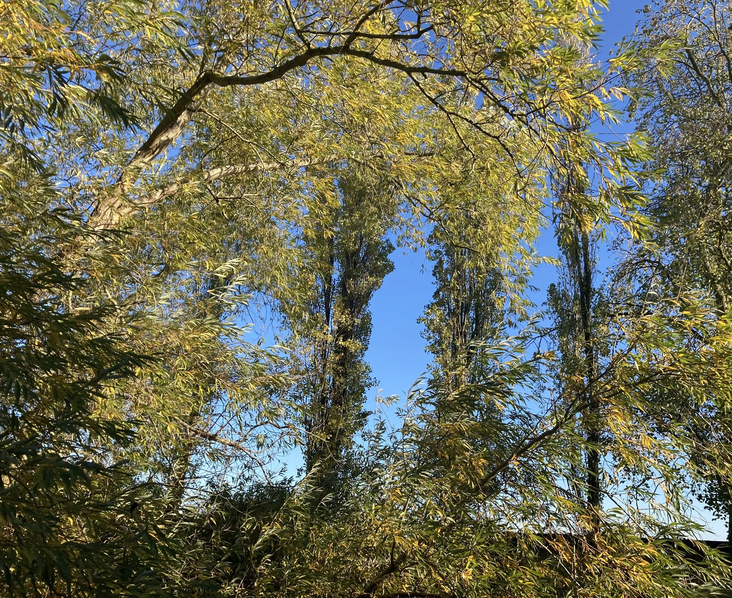 IMG_1681.jpeg