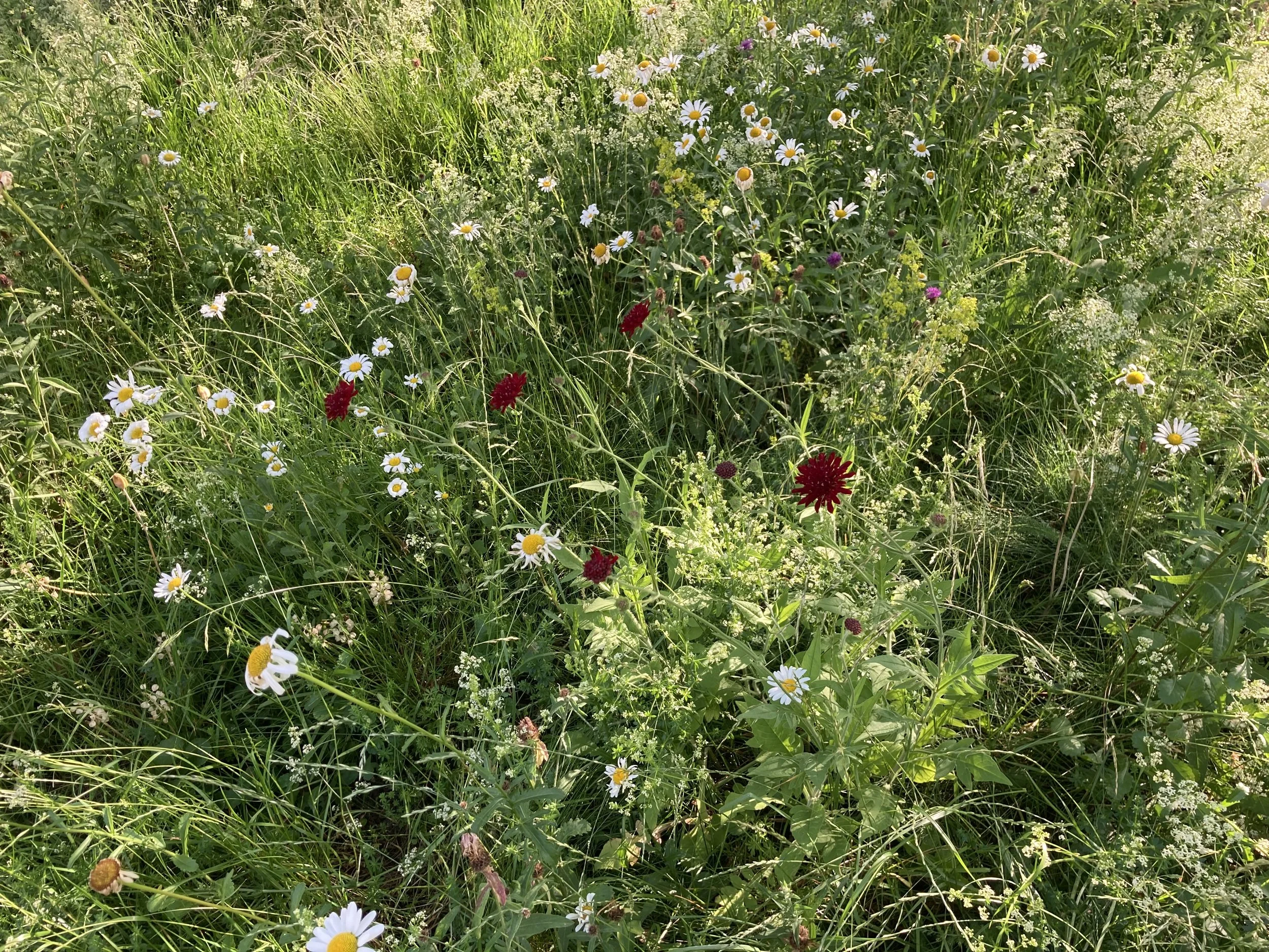 IMG_1349.jpeg