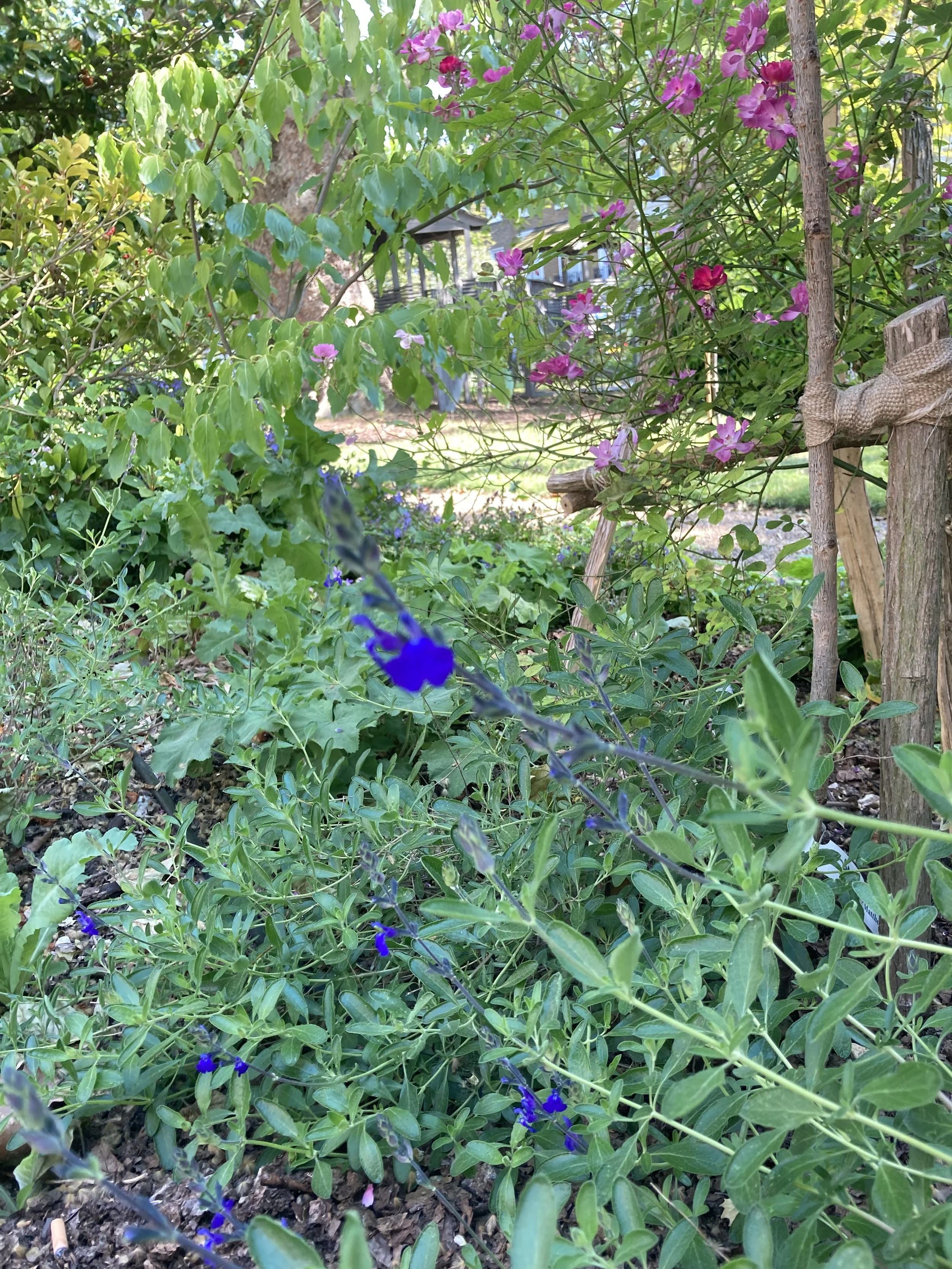 IMG_2949.jpeg