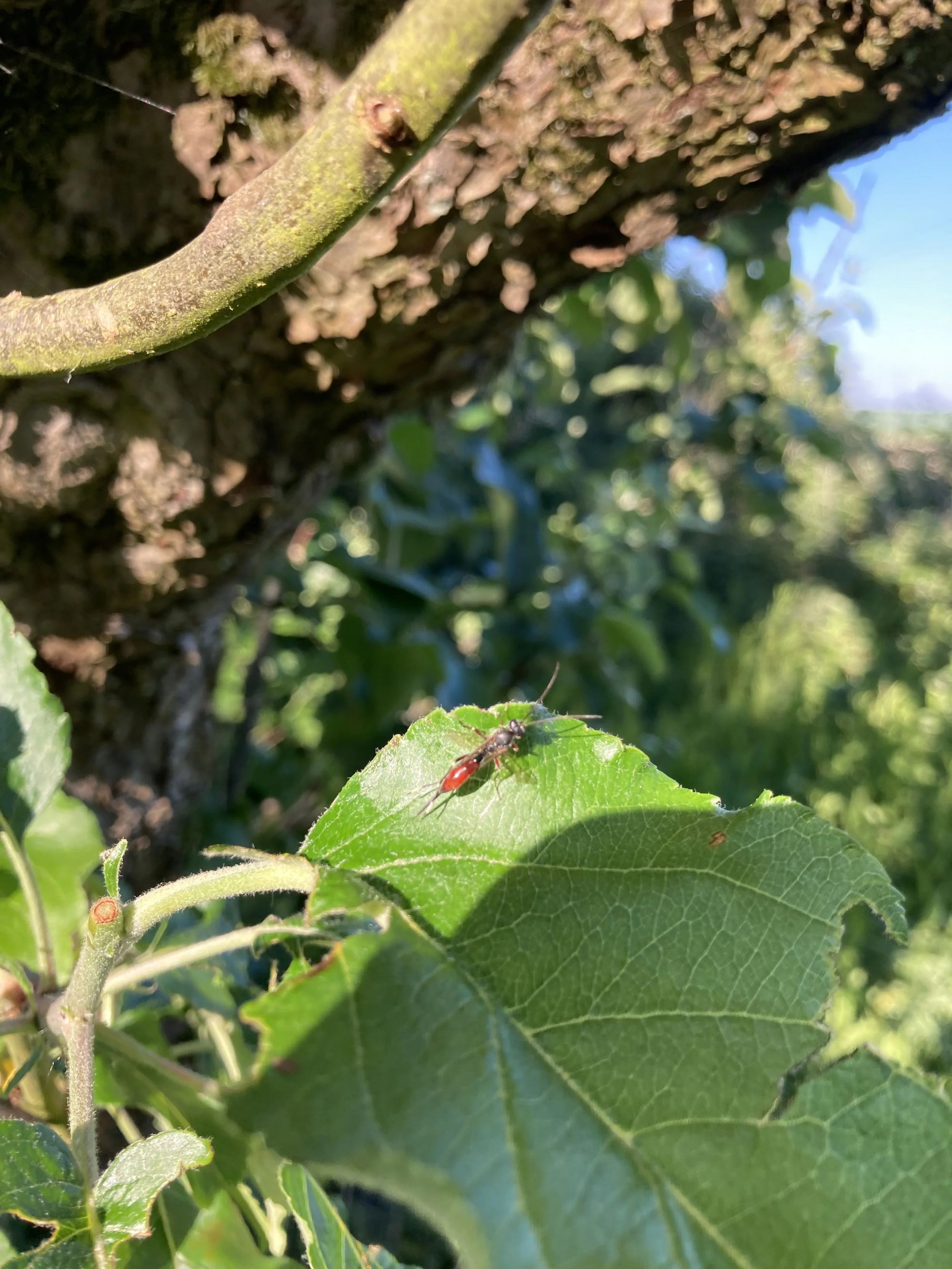 IMG_0738.jpeg