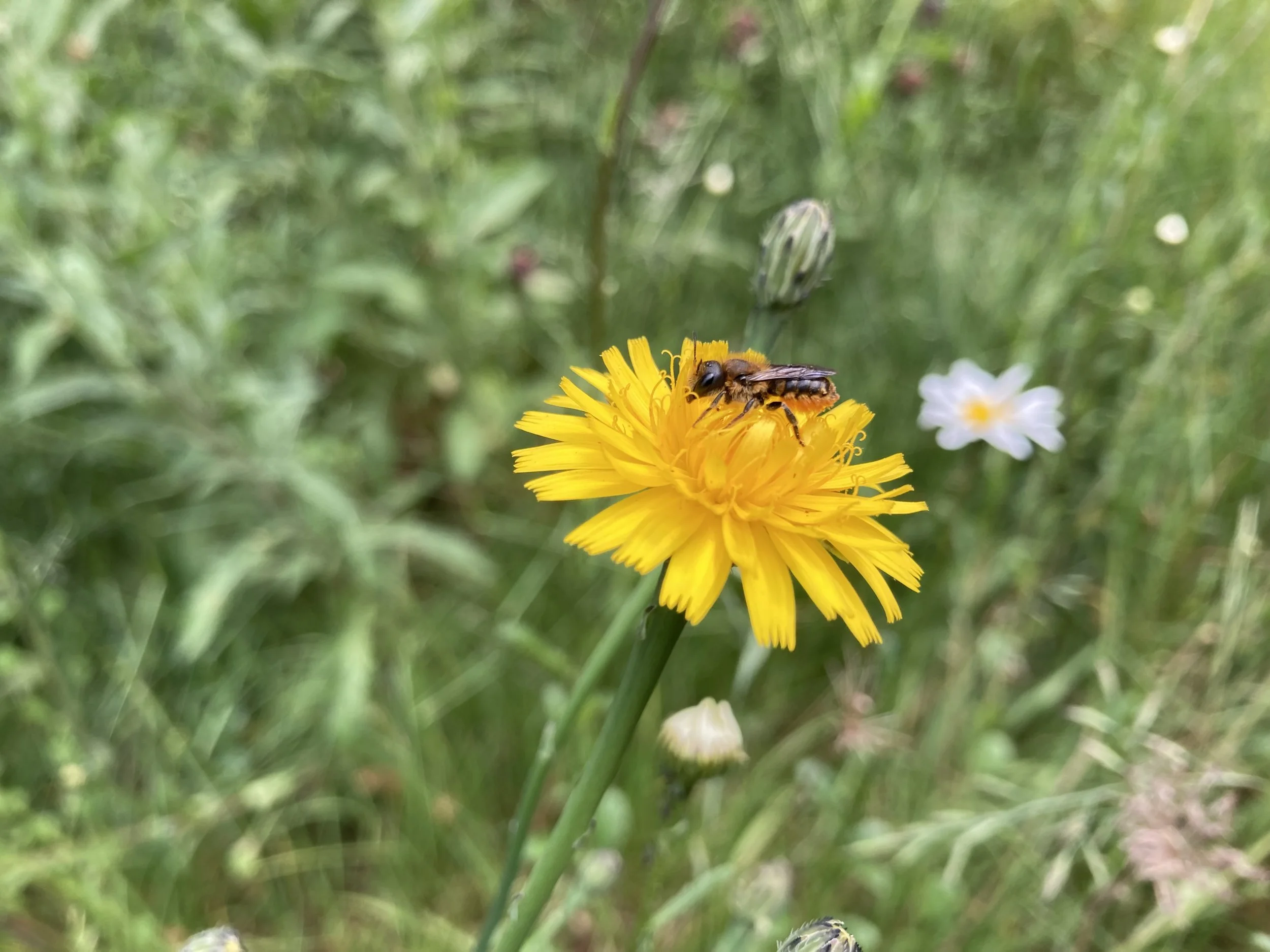 IMG_0907.jpeg